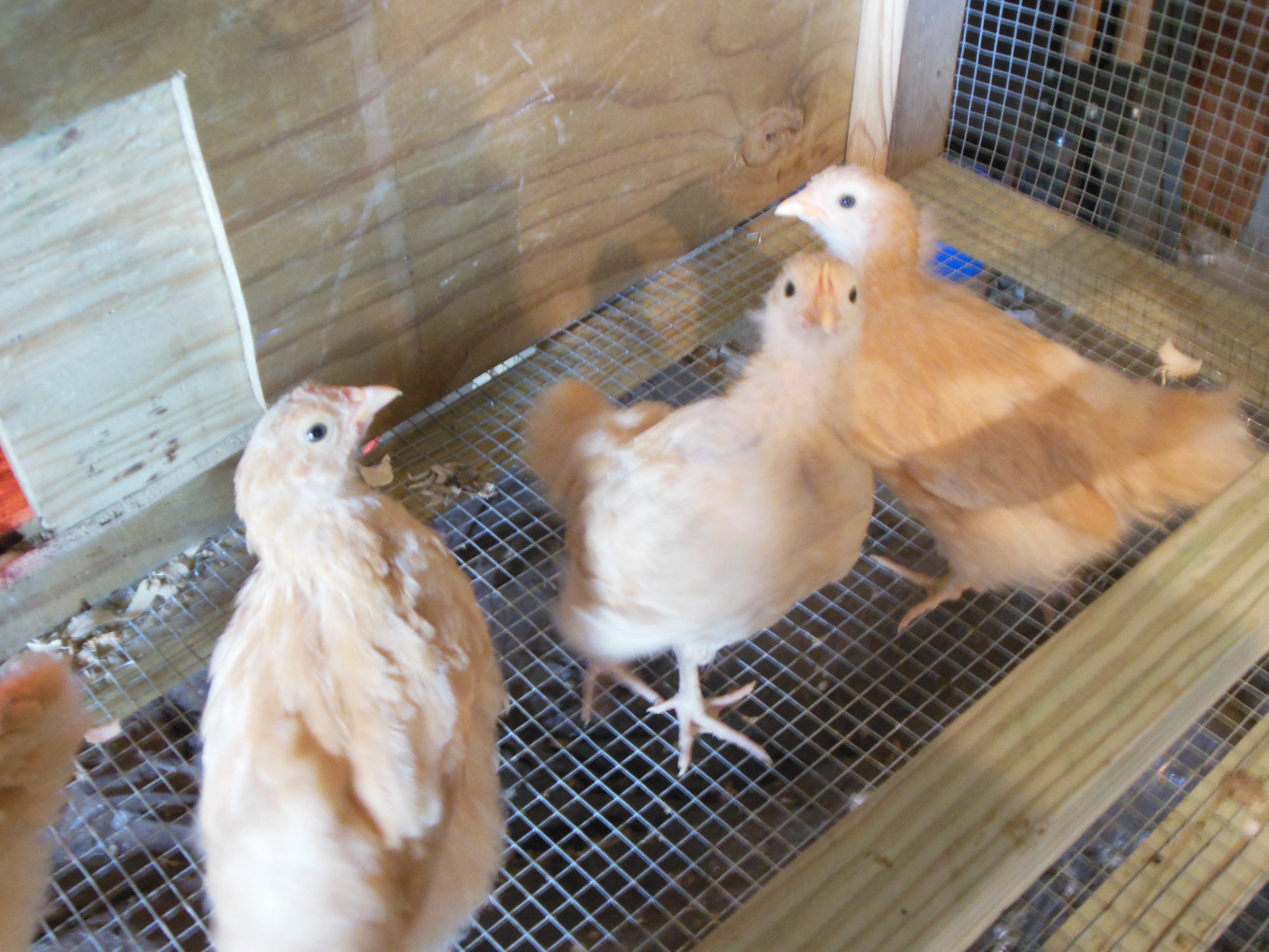 My chicks are growing up fast