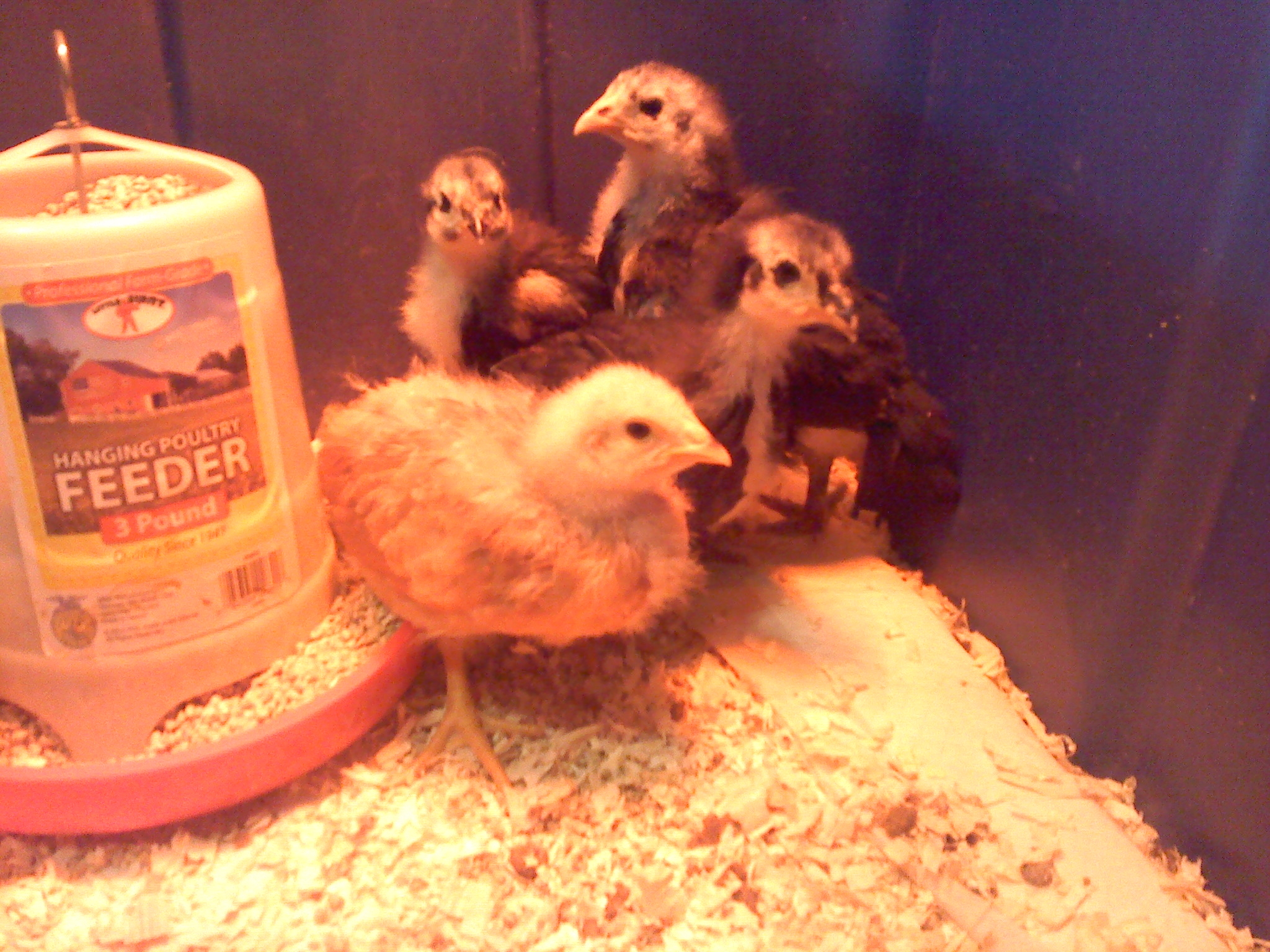 My Chicks around 1 month old!