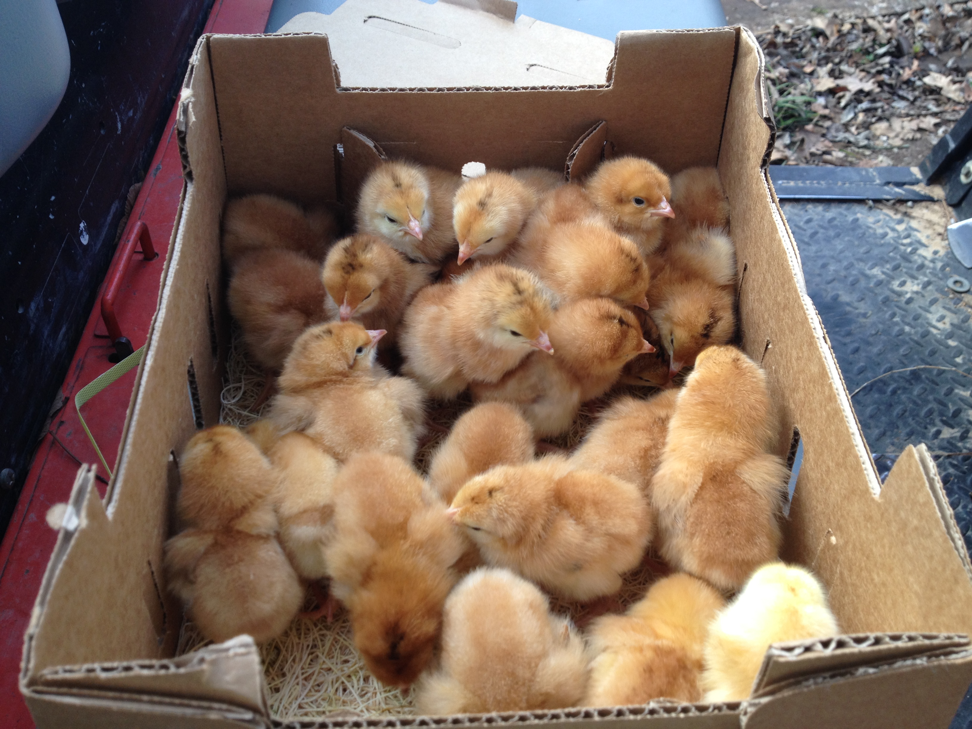 My chicks arrived today. Red sex links from Ideal Poultry. I placed them in the brooder with no mishaps (yay!). The found their feed and water with no problem. After just a short period of "huddling" they began to spread out and enjoying their new digs.