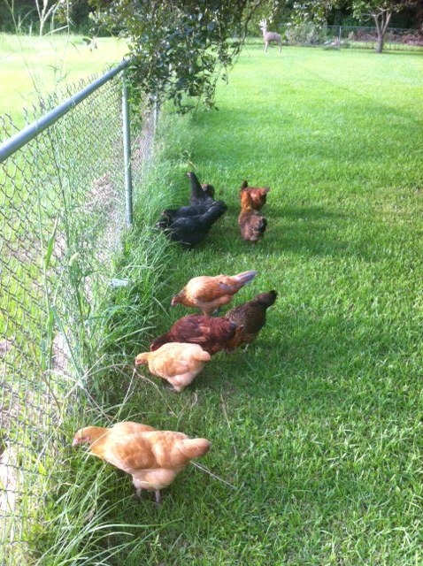My chicks at about 4 months, maybe 4.5