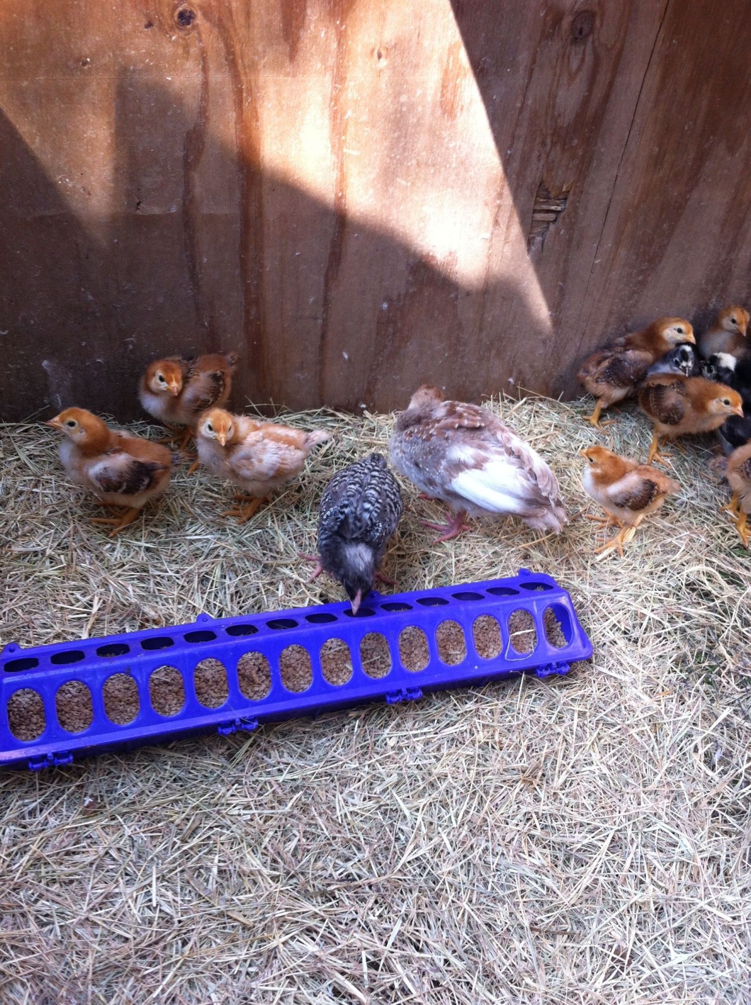 My chicks enjoying their new cage