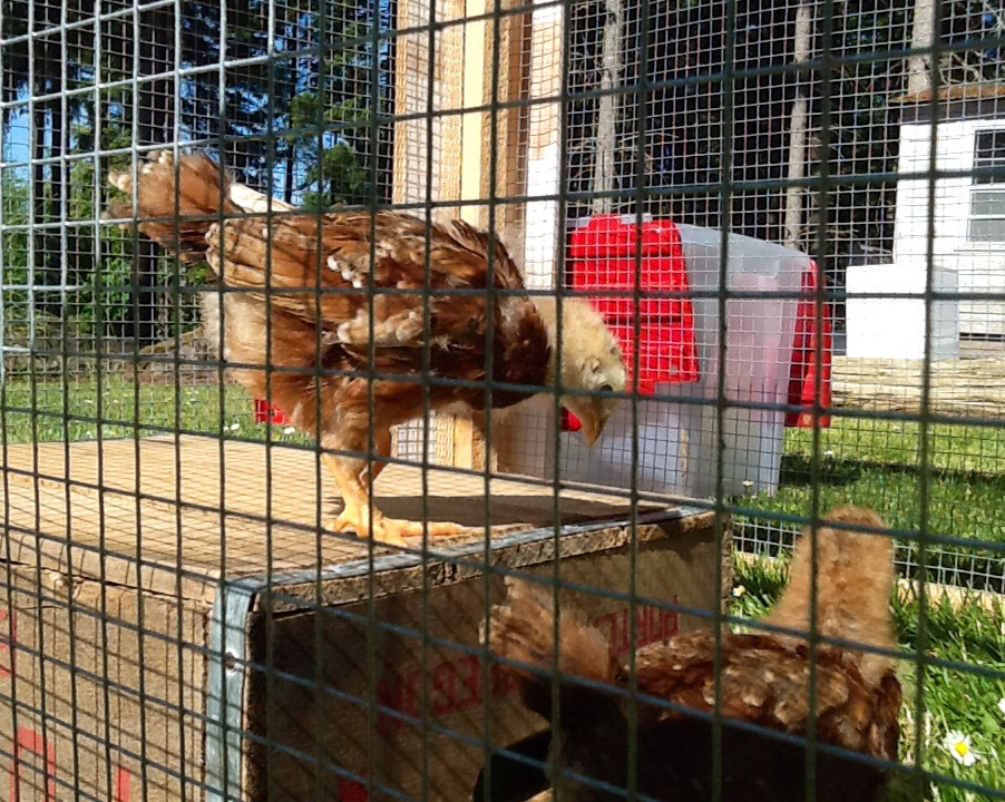 My chicks first venture out to the lawn in a safe portable pen my husband built. They loved it!