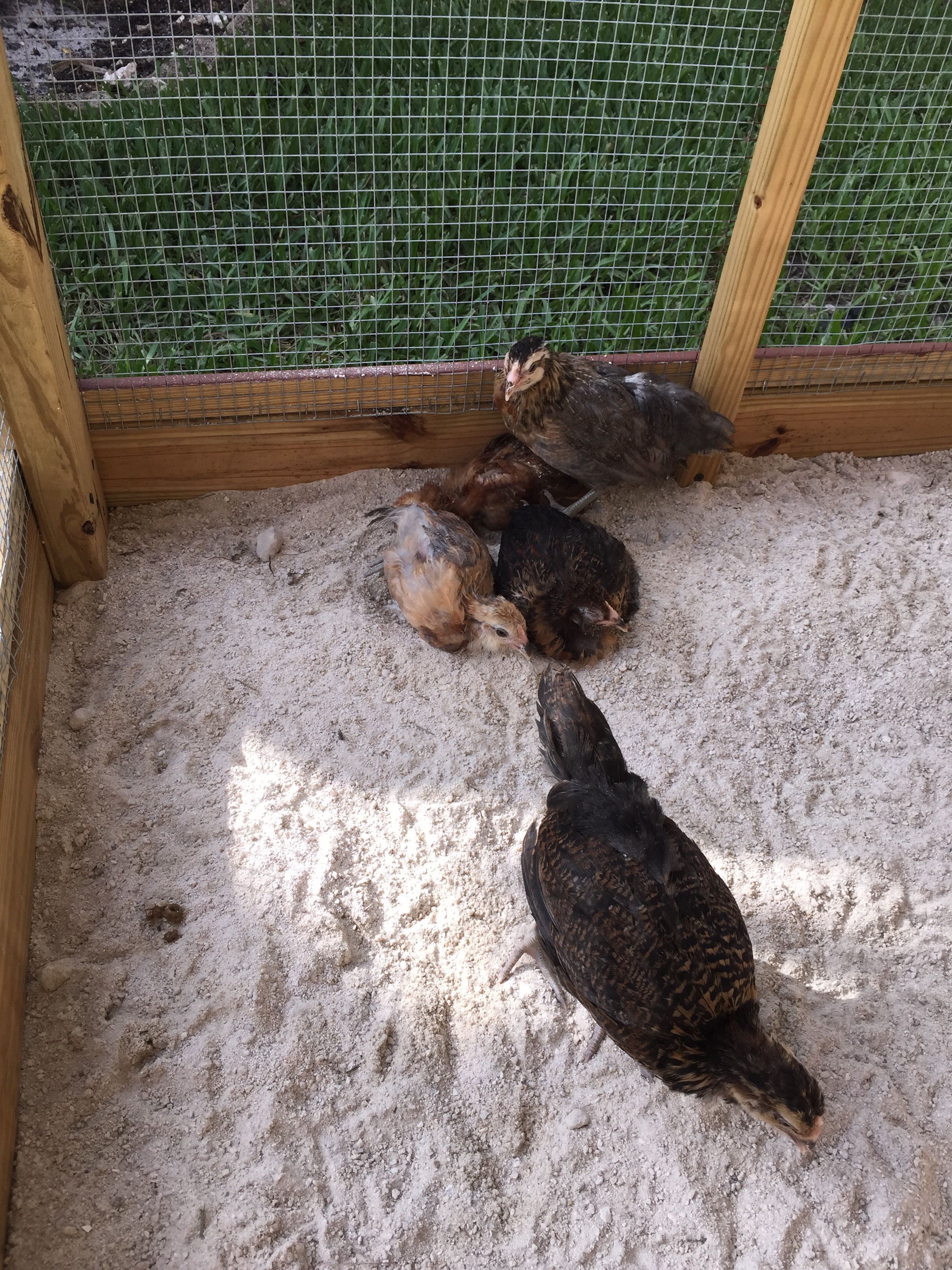 My chicks having a dustbath for the firsttime after switching to sand they love it....!