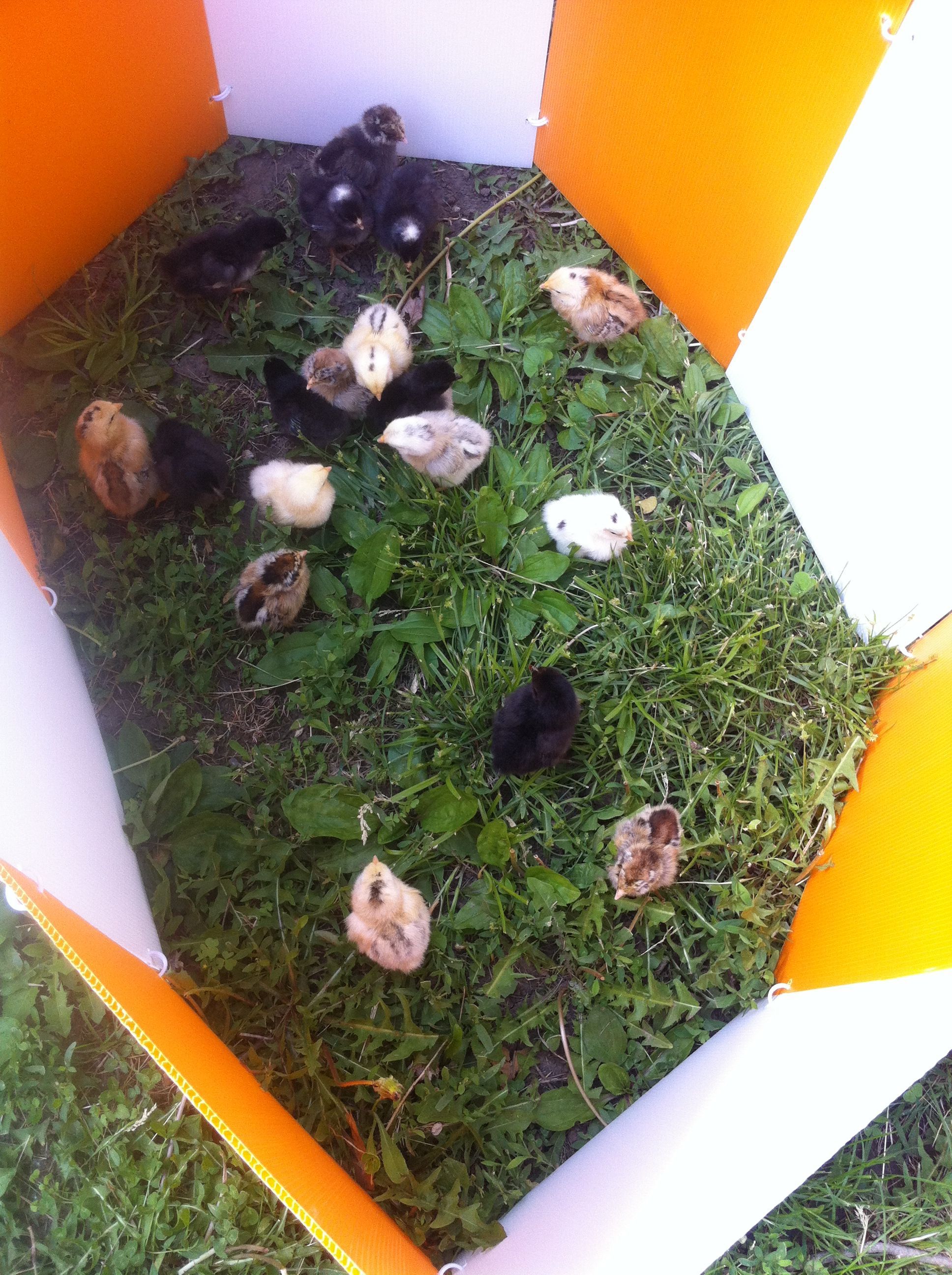 my chicks i incubated! mixed breeds!