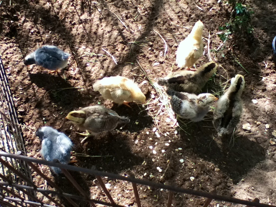 My chicks playing outside. (Yellow ones are Buff Orpingtons, Chipmunk-looking ones are Ameraucanas & the two blueish ones are Barred Rock/Ameraucana mixes)