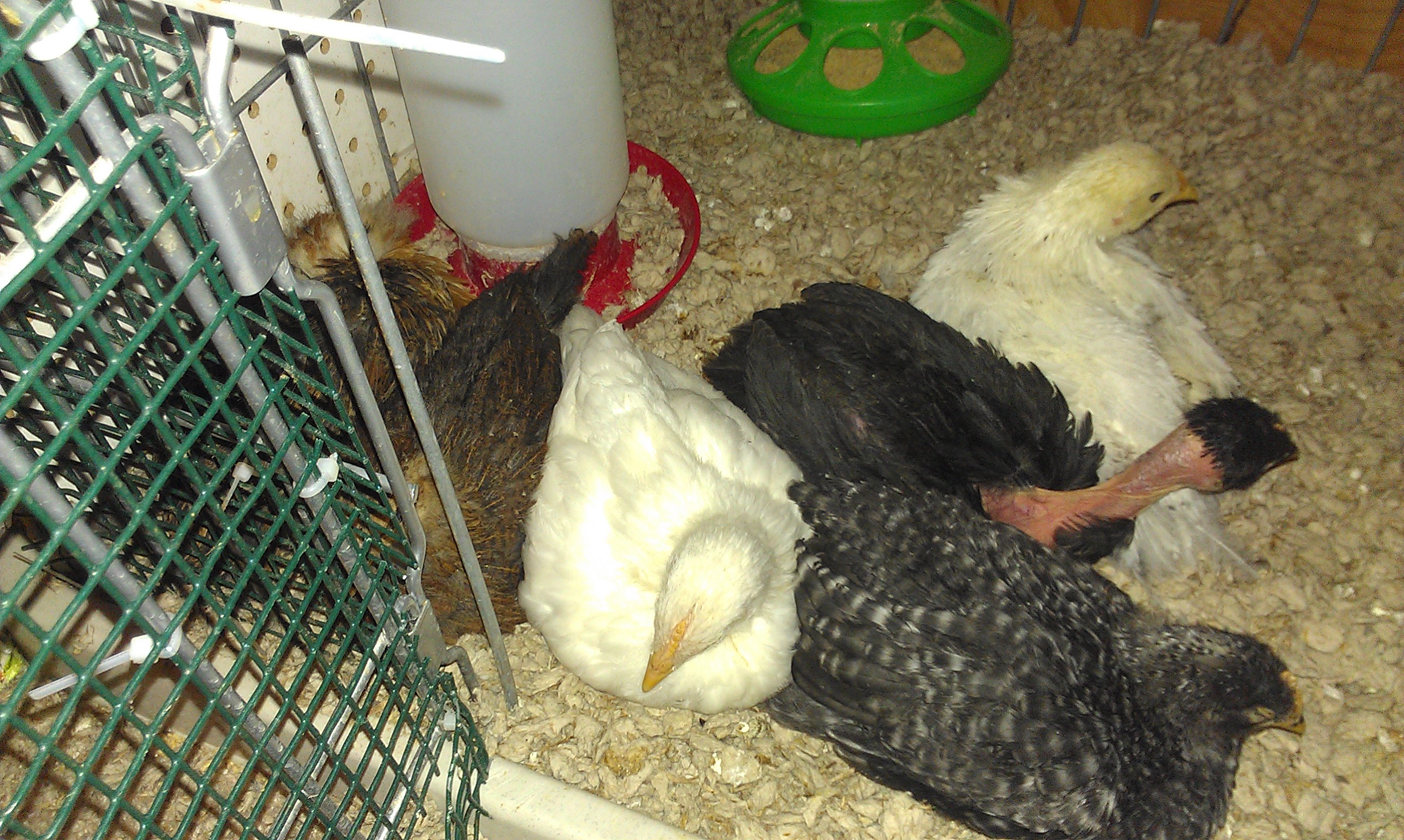 My chicks sleeping in the brooder, first night with the light off.