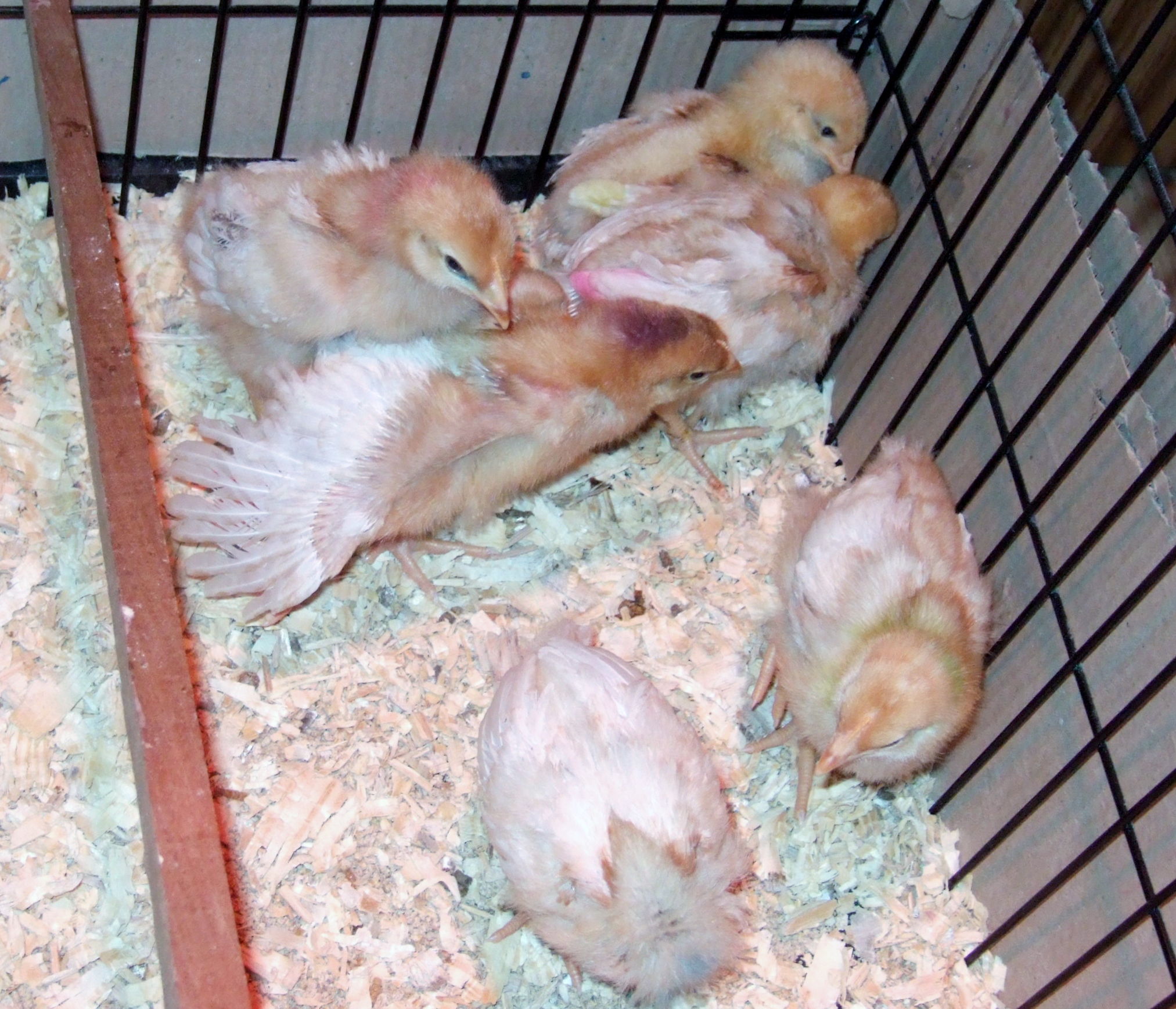My chicks!