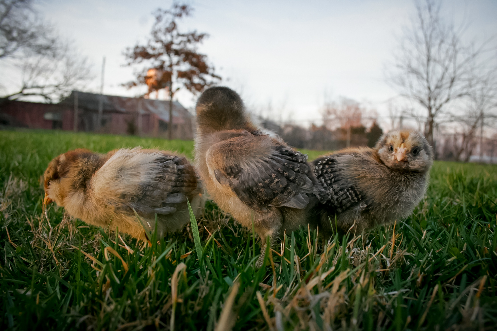 My chipmunk girls :)  (10 days old)