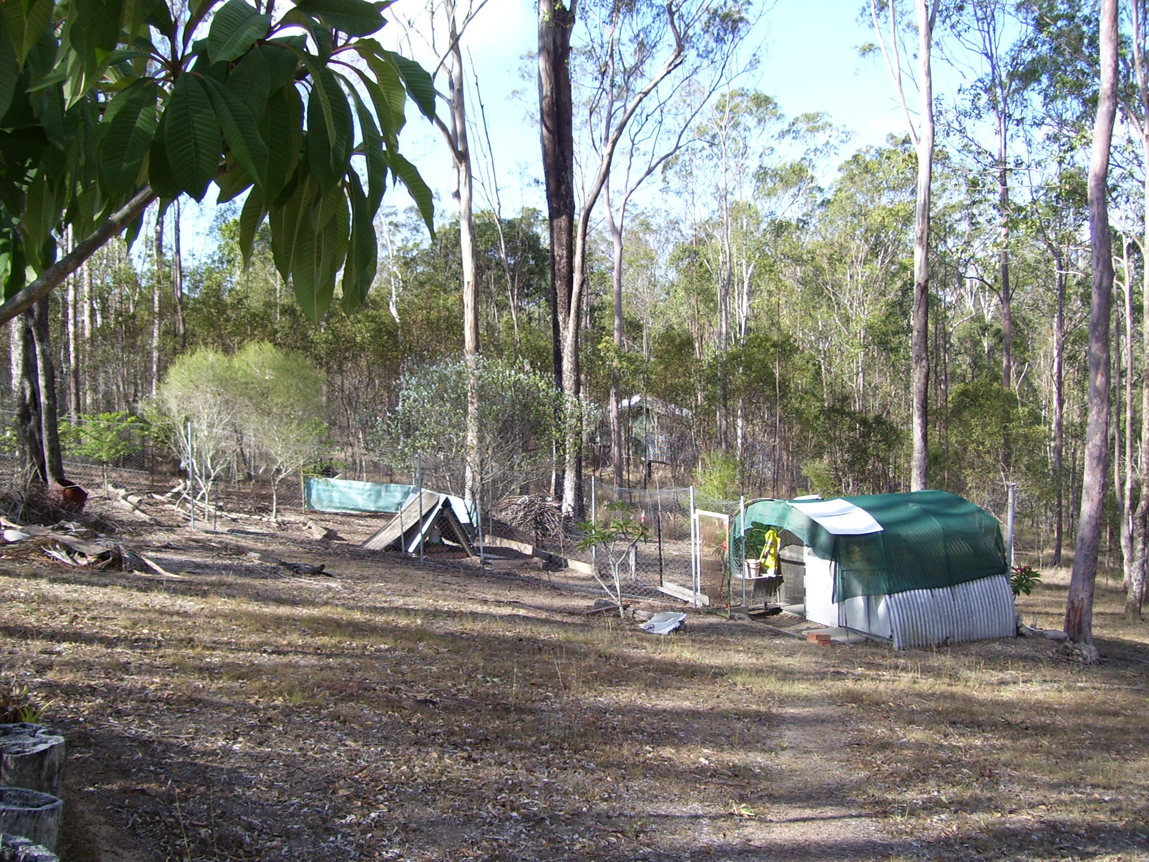 My chook house & run  50 square meters