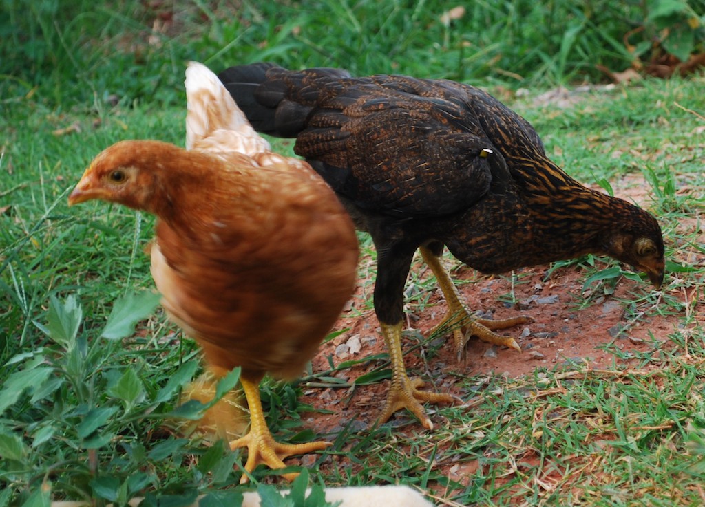 My cinnamon and game hen