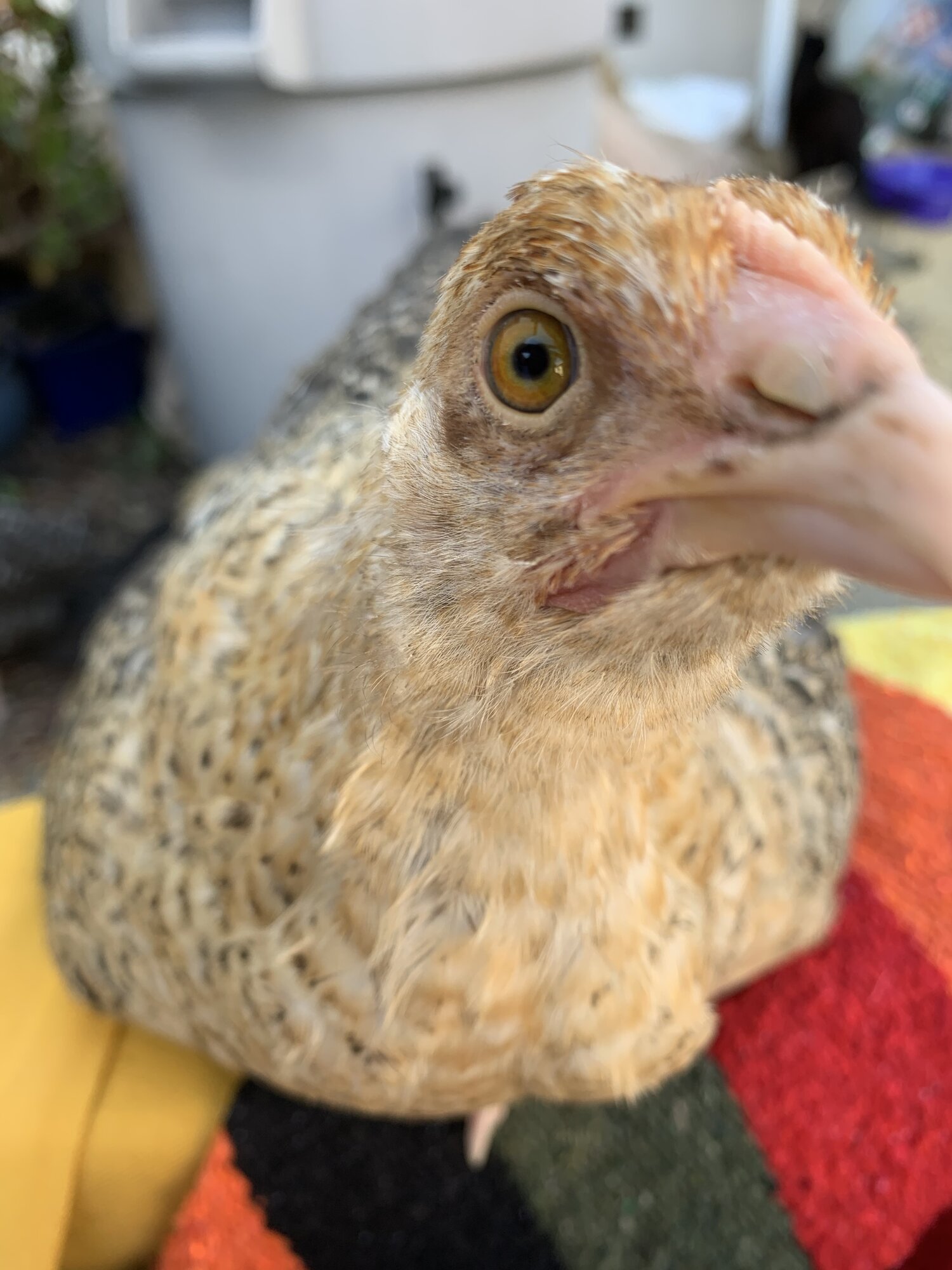 My closeup is the best!