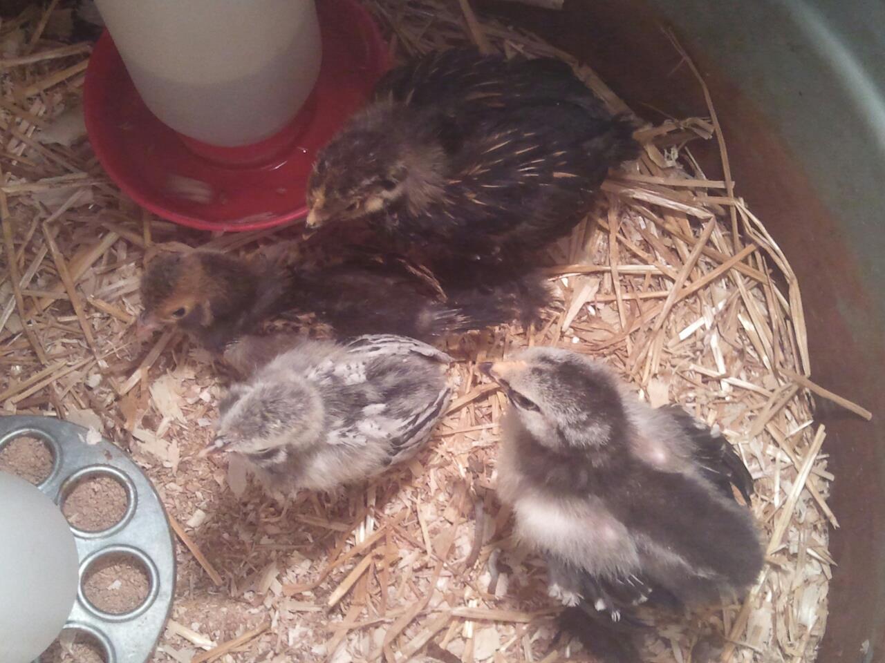 My Cochin and polish chicks cant wait for them to get bigger !!