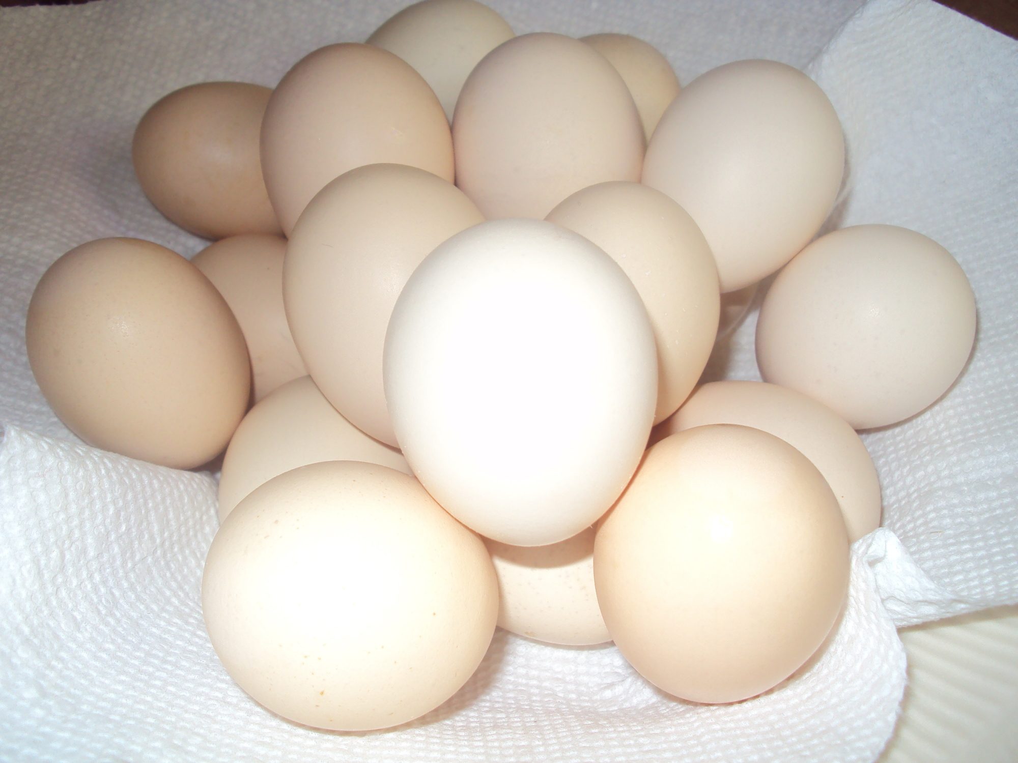 My Cochin bantam and silkie eggs