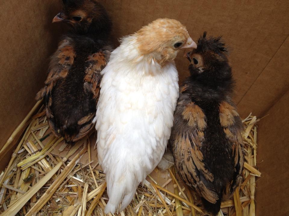 My Cochin (Goldie) and two Golden Laced Polish Chicks. (No Names yet.)