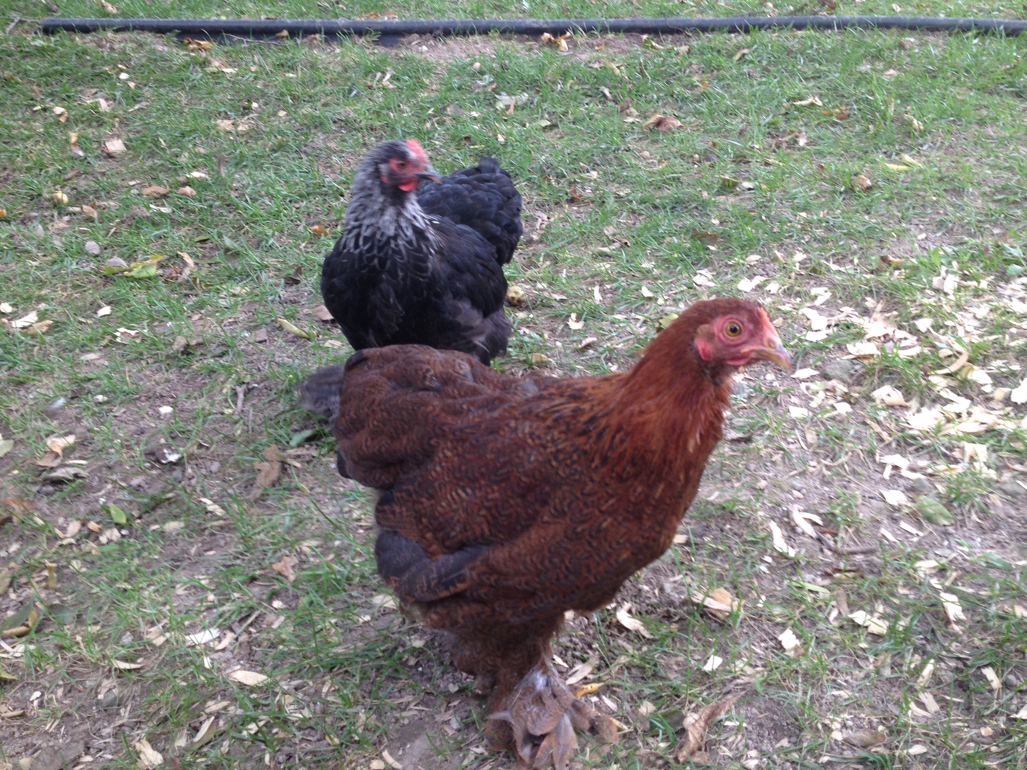 My Cochins Winnie and Dixie