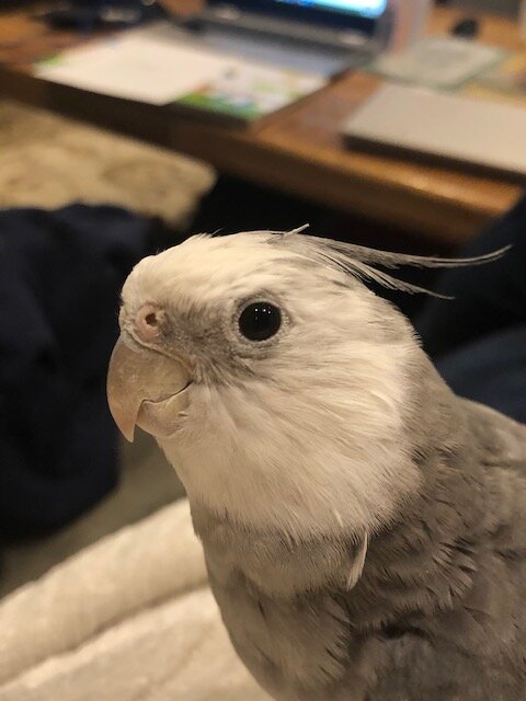 My Cockatiel and mate, Scout!