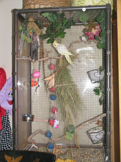 My cockatiel aviary (also temporarily housing one lone zebra finch until we can find some more finches to adopt from local area Humane Societies.