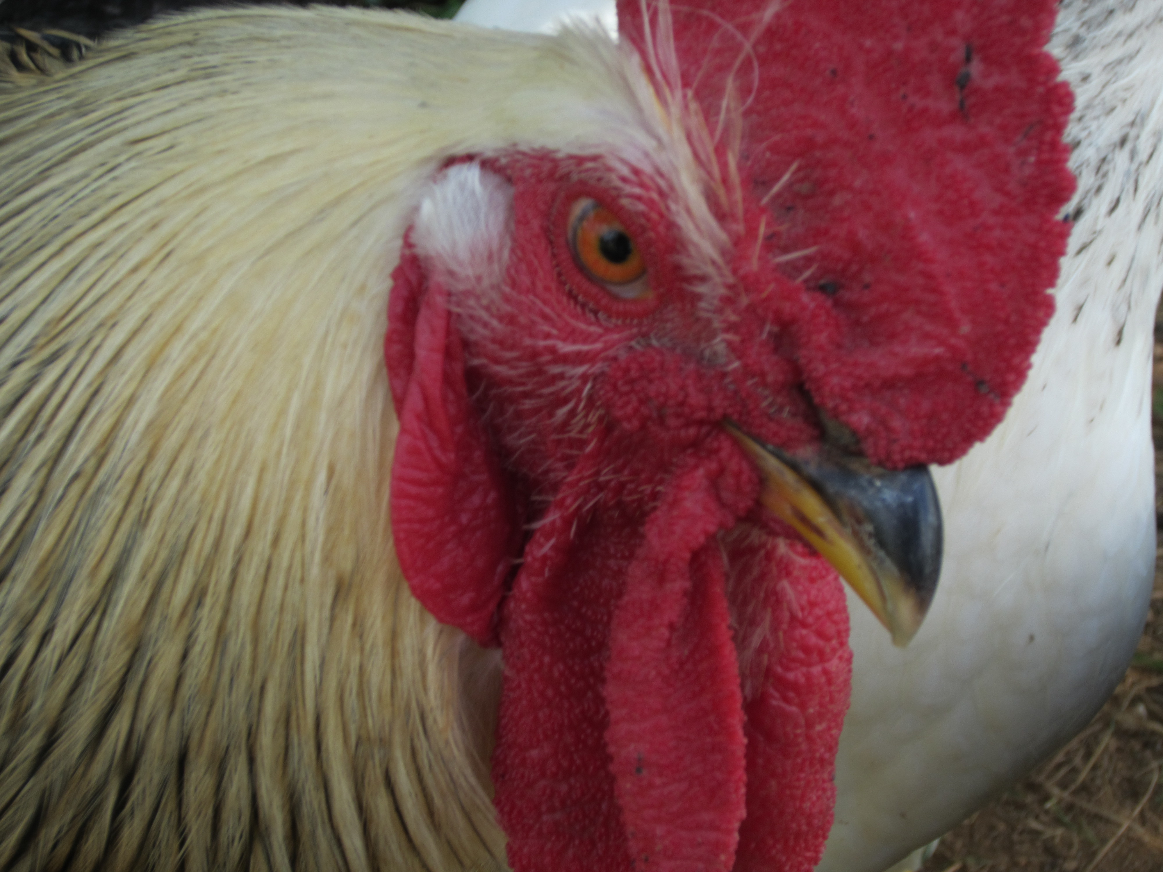 My Columbian Rock Rooster, Napoleon. He is very brave (and aggressive) he has fought off hawks and won at least two or three times.