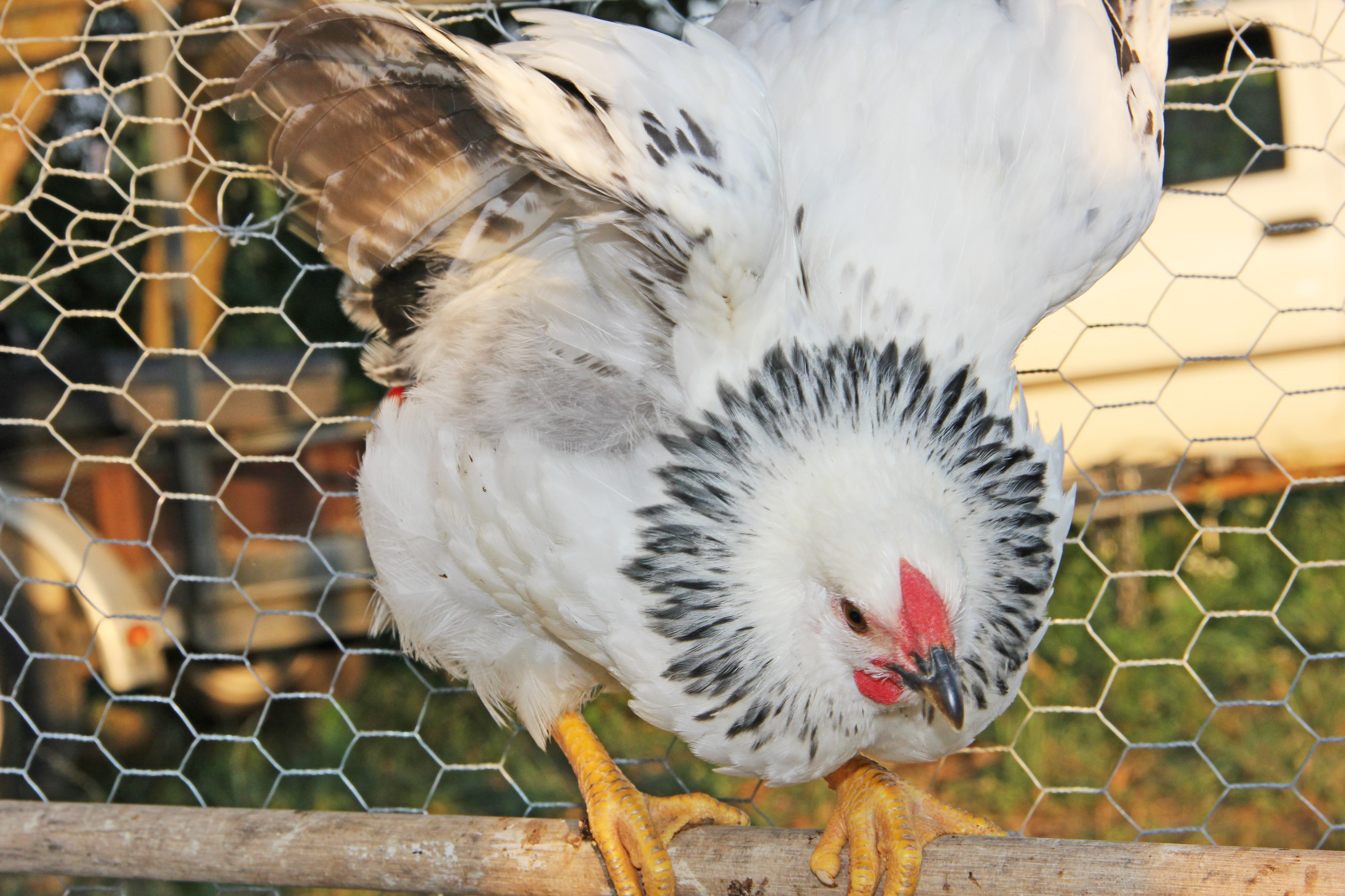 My Columbian Wyandotte "Auggie" (we thought he was a she, and she started out being called Agatha).
