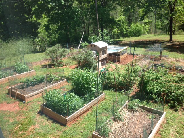 My coop and run are in a fenced in area in middle of my vegetable garden (which is also fenced in).  The girls are locked in the coop at night but spend the days in their run area and have supervised free range in the garden and an occasional field trip to other parts of the yard.