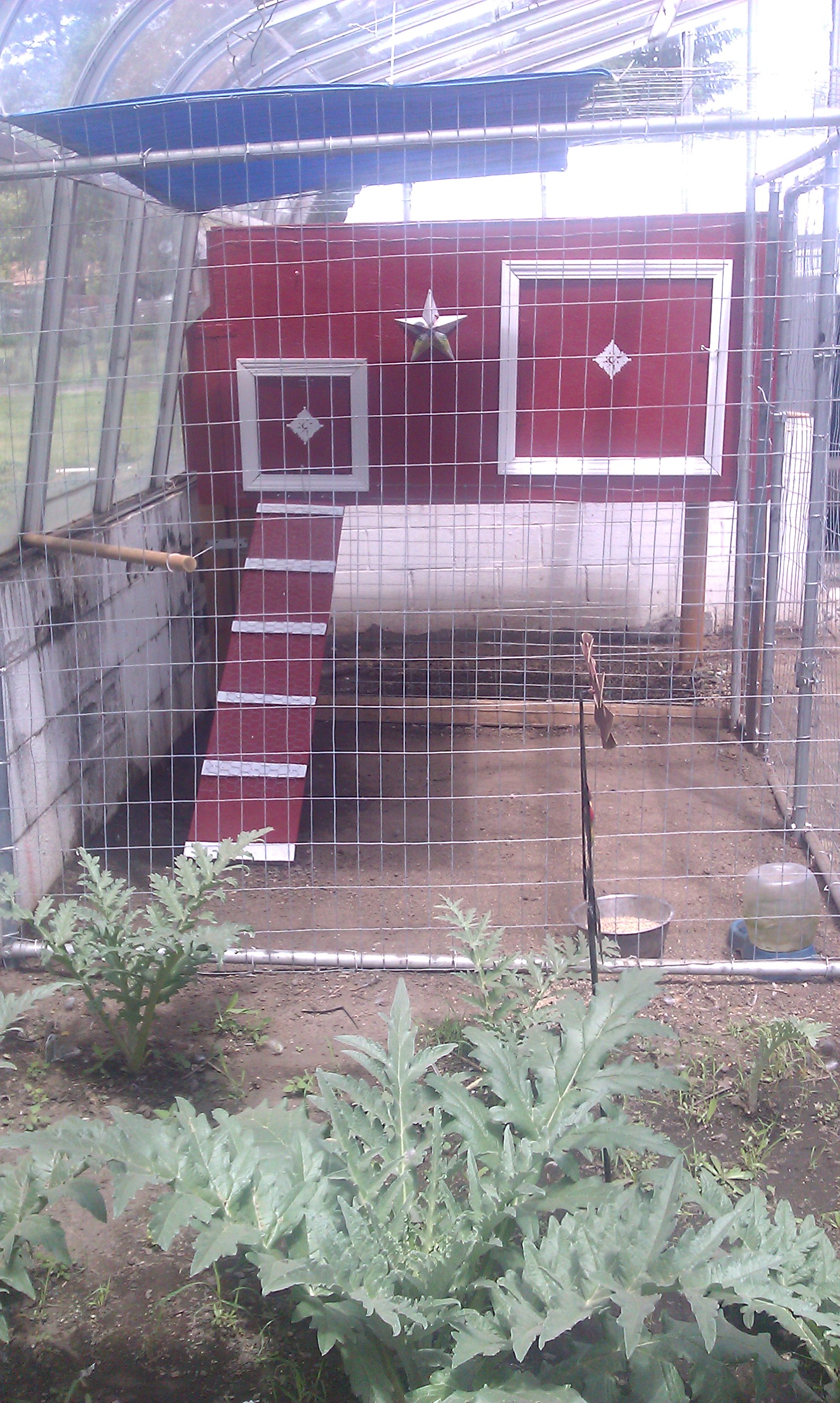 My coop built within my enclosed green house.
