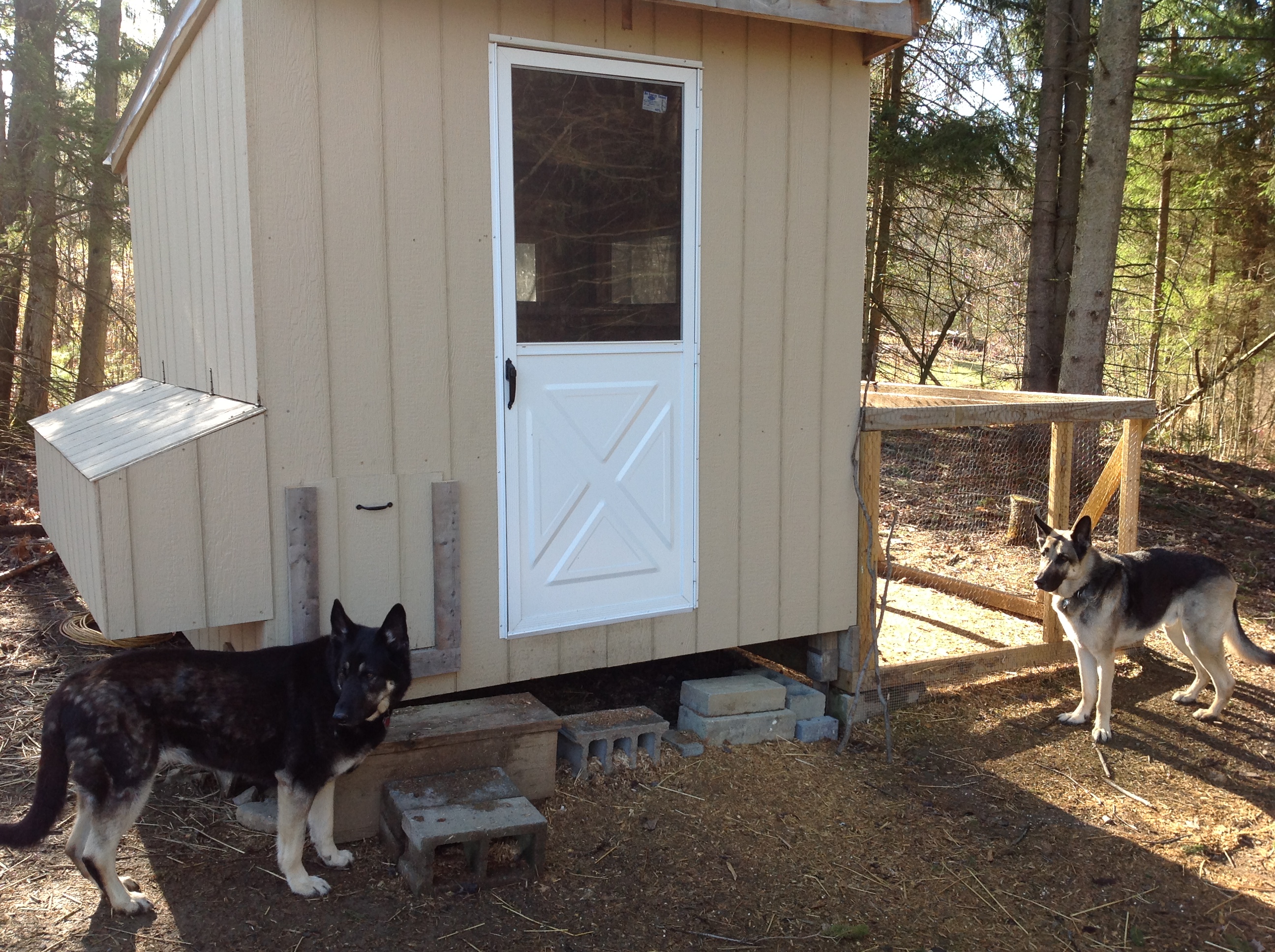 My coop I built. 4x4 metal posts pounded into the ground(the kind you see for mail boxes) then some 1x3 perlings to screw the siding to, metal roof. Added the nesting boxes and run. Buried fence for run 8 inch into the ground to help prevent any tunneling predators. Material cost approximately $500.00 including entrance door. Complete with guard dogs, I hope to have the safest chickens in the north east.