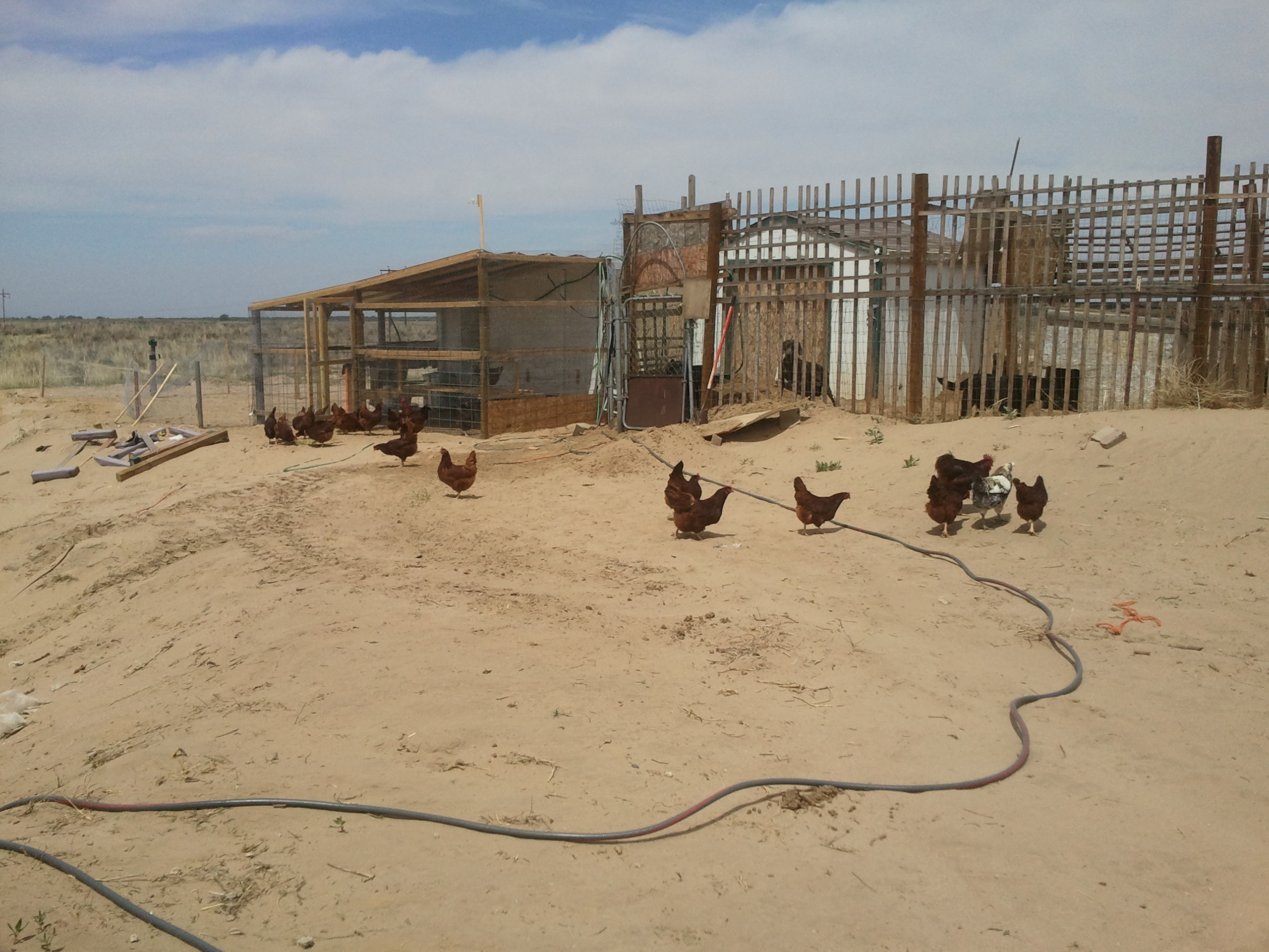my coop:) my chickens enjoying the sunshine:)