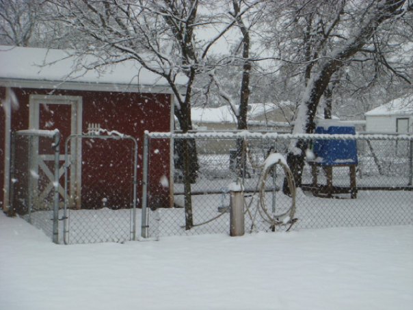 My coop on Feb. 12, 2011