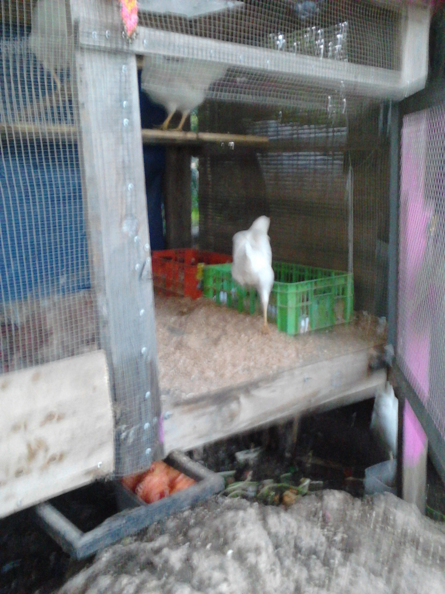 my coop outside my apartment.. sitting on that stupid rock i am not allowed to move, under the olive tree that i also cannot move (its illegal in israel unless u rehome it)