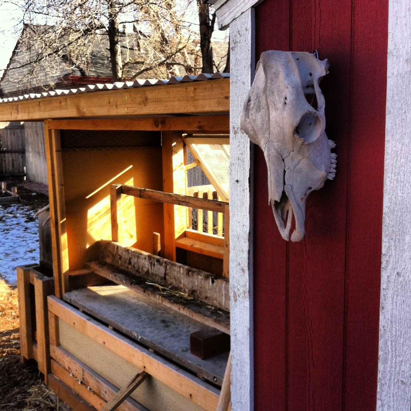 My coop