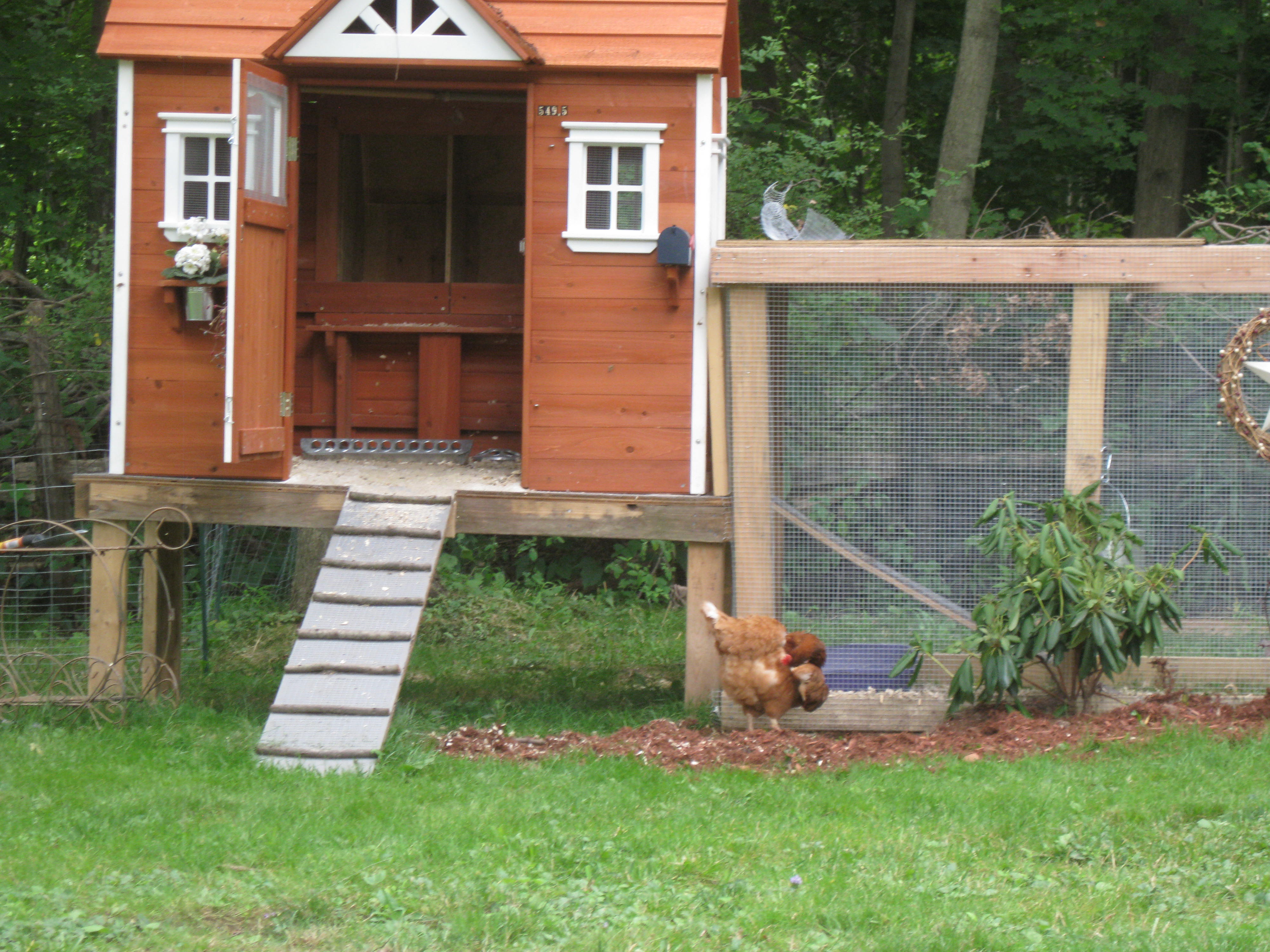 My coop