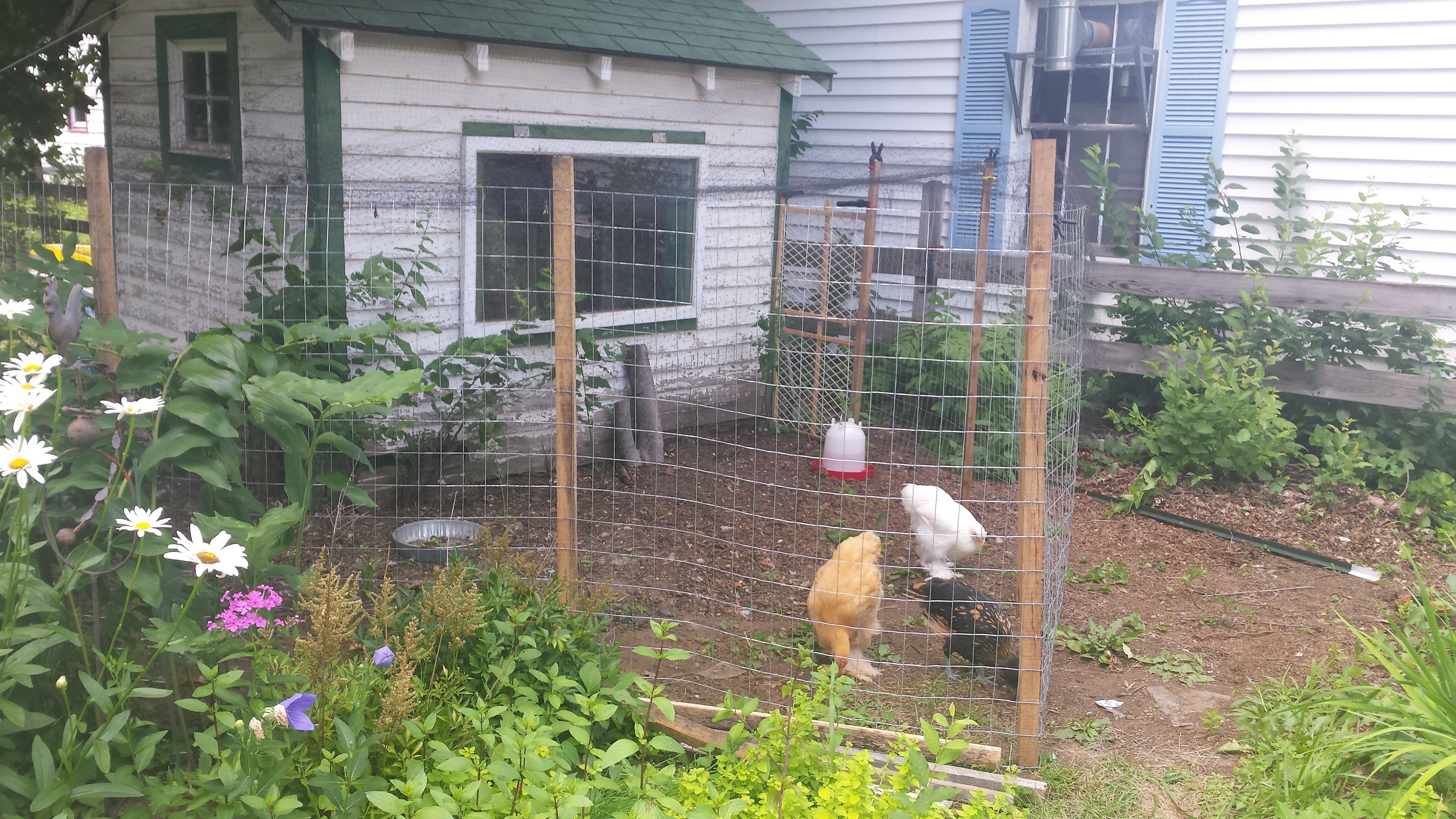 My coop