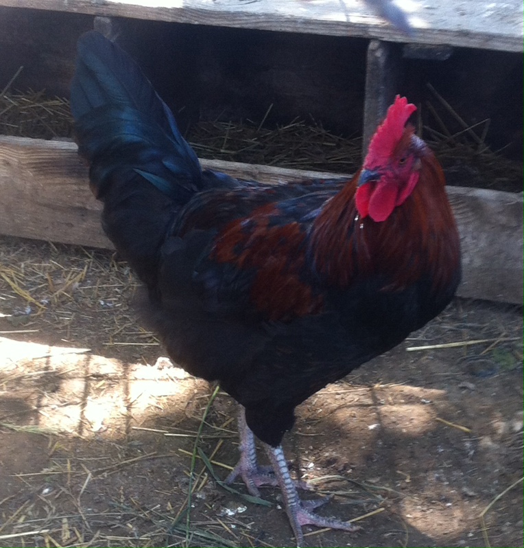 My Copper Maran Rooster!