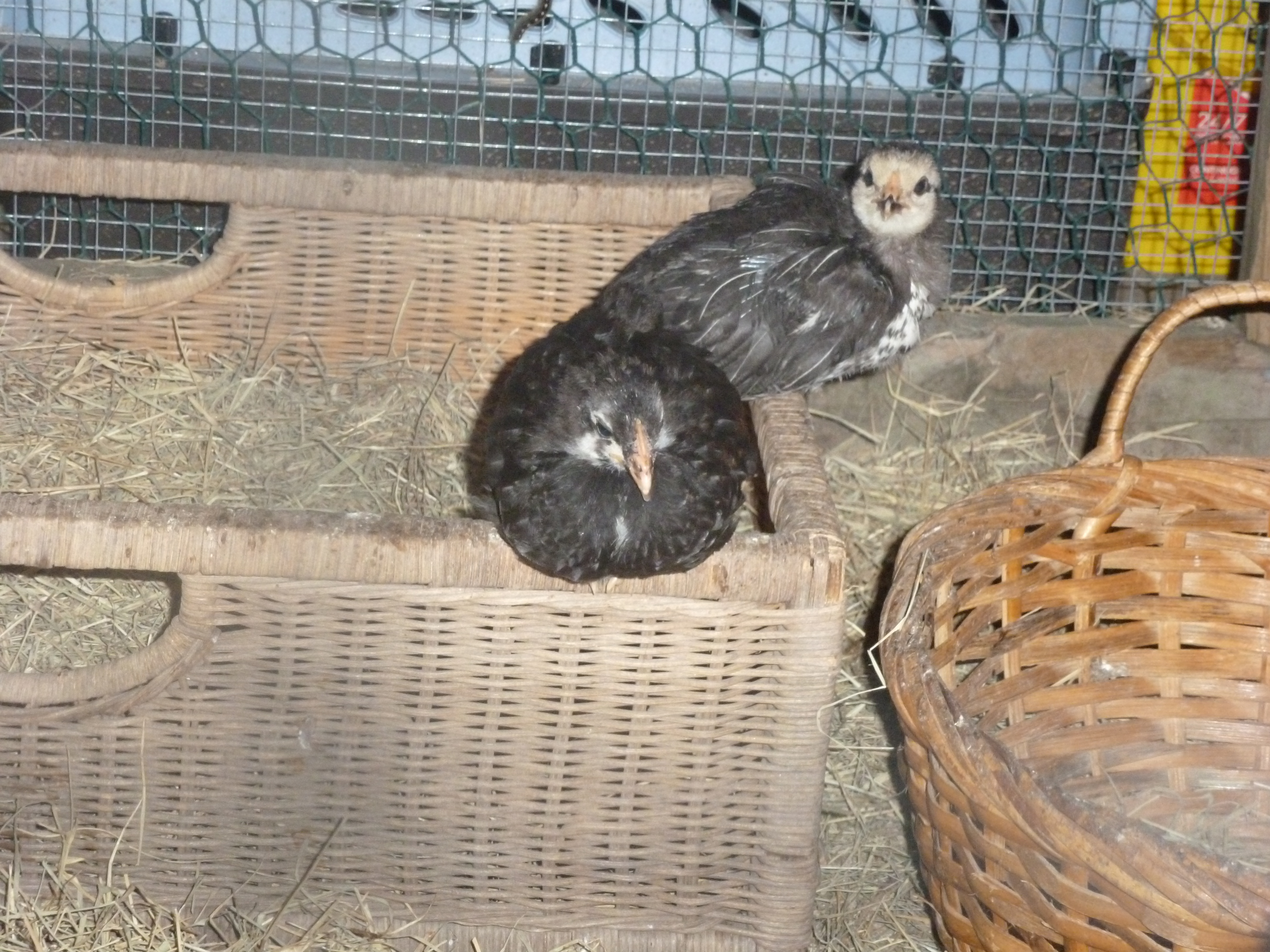 my Copper Marans, 3 weeks old