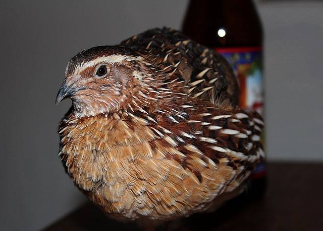 *
my cortunix quail, Chickie