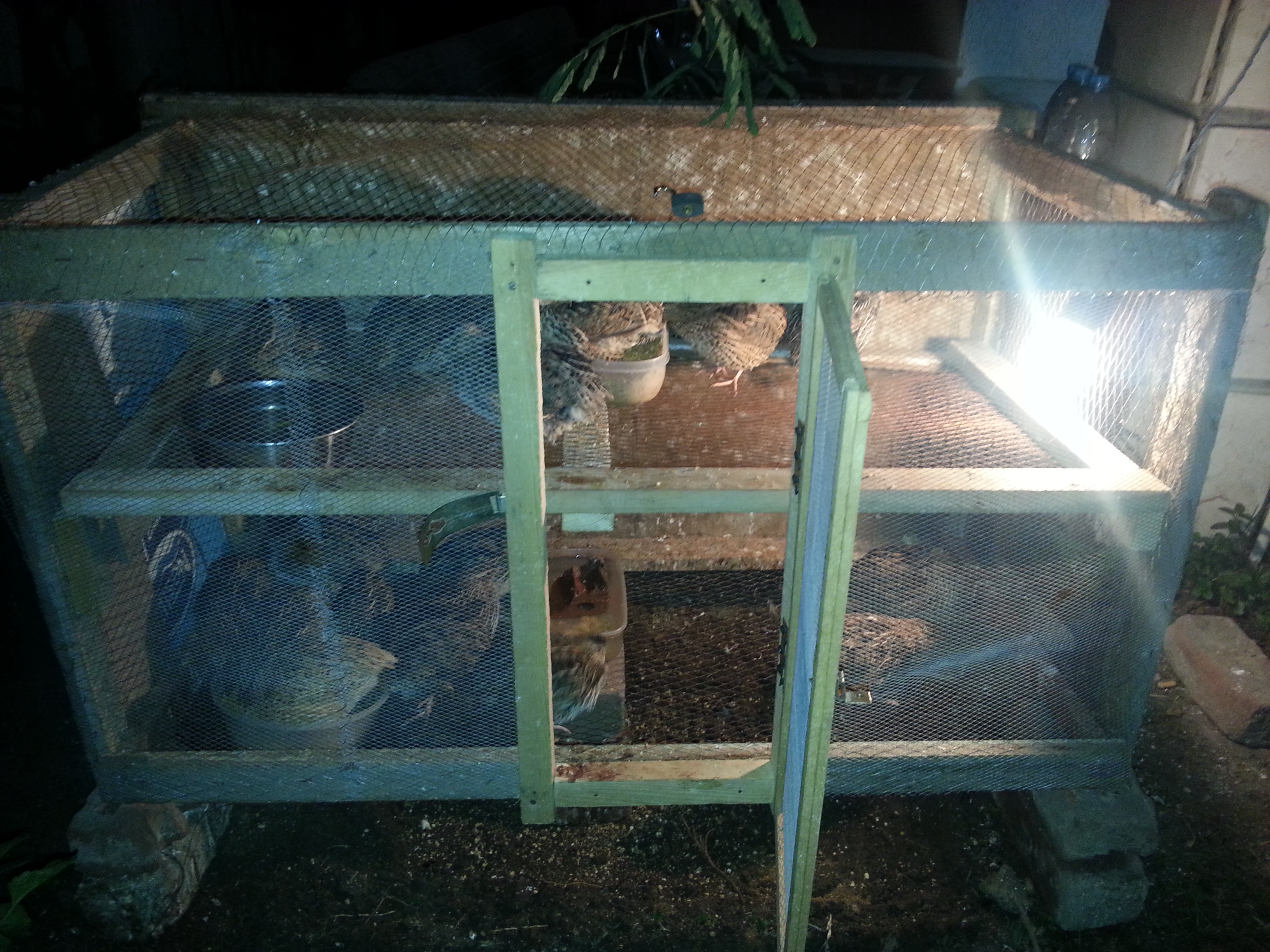 My coturnix quail coop