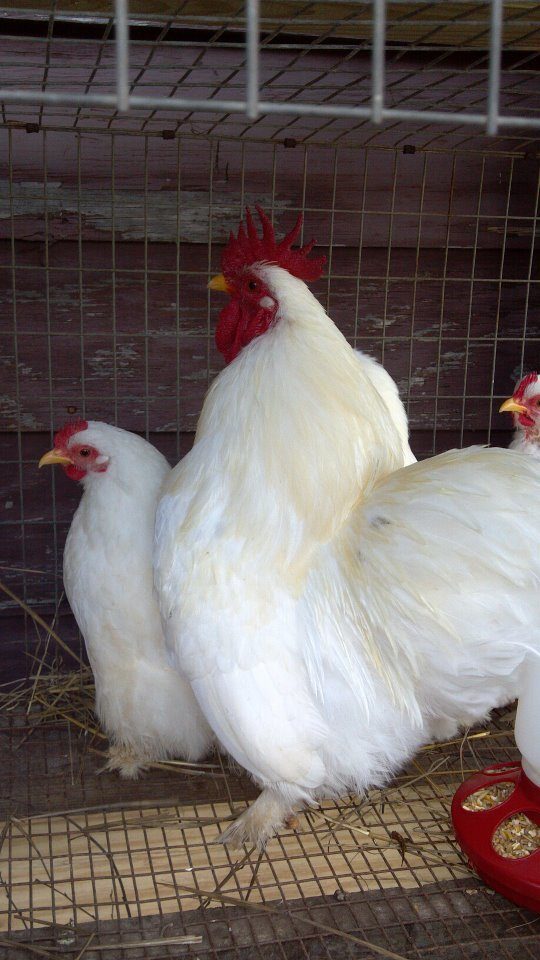 My cousin went to a sale in Georgia and picked these up for me.  3 hens and a rooster.