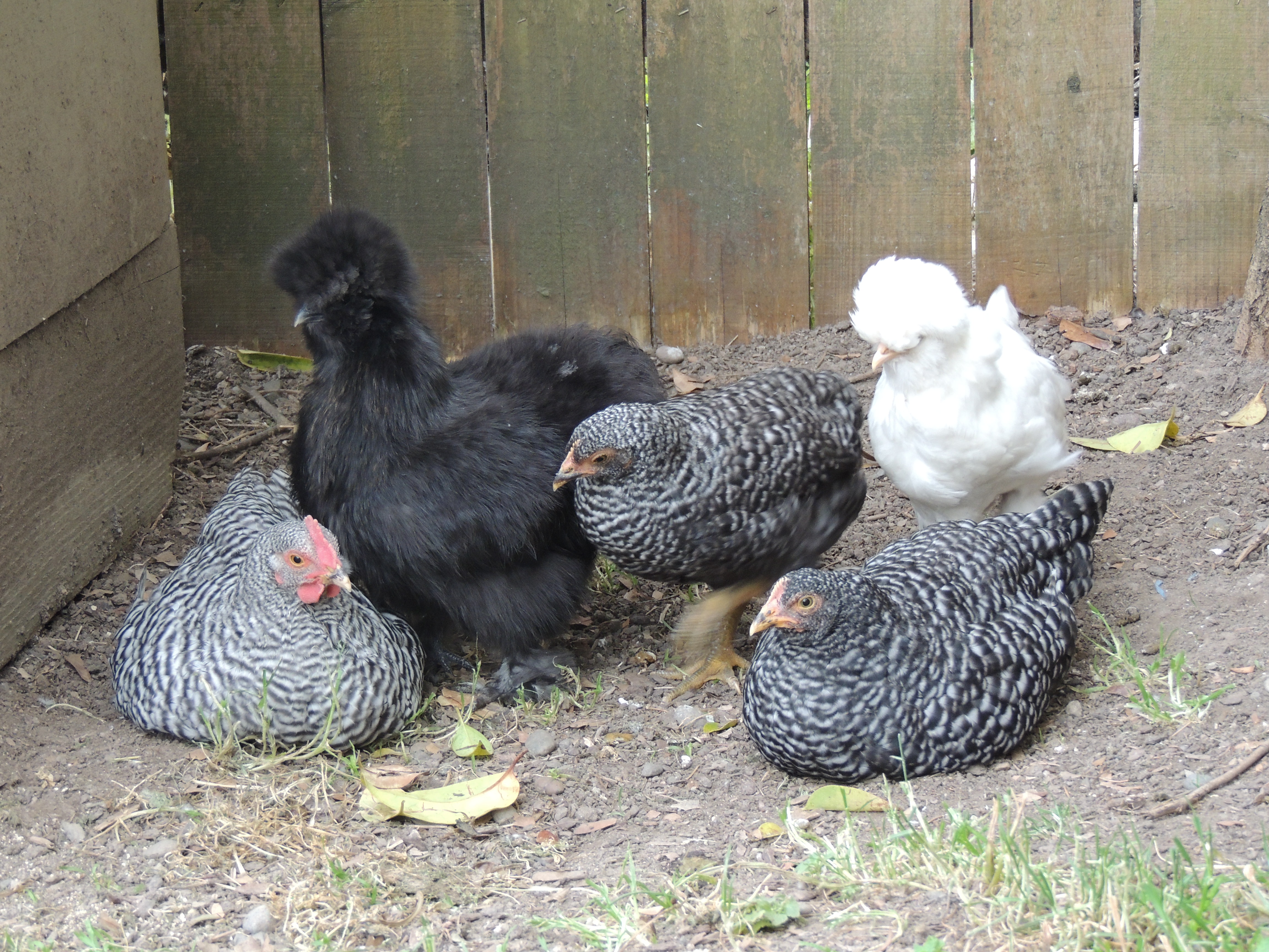 My crazy flock, or The Big Girls