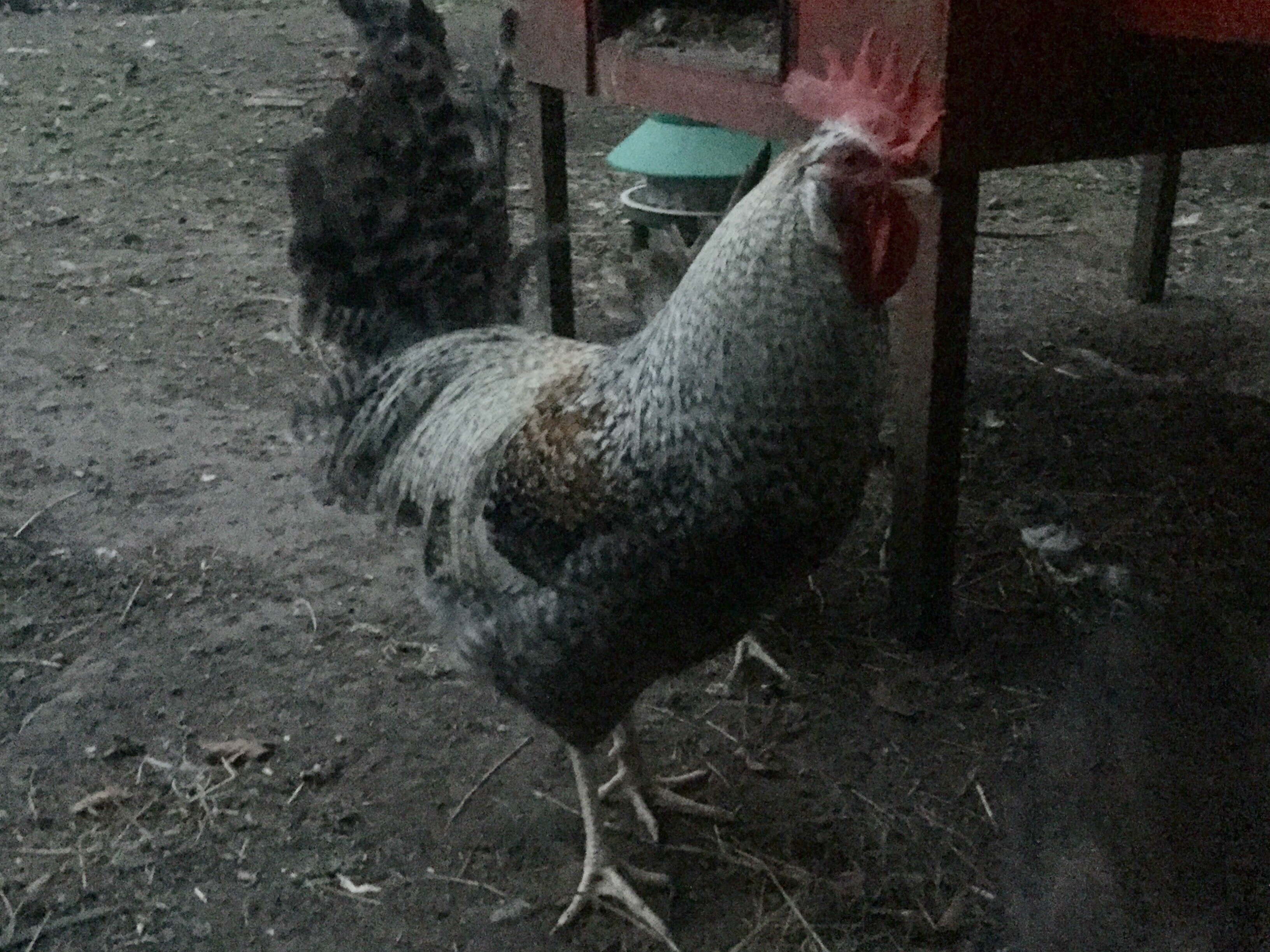 My cream legbar rooster