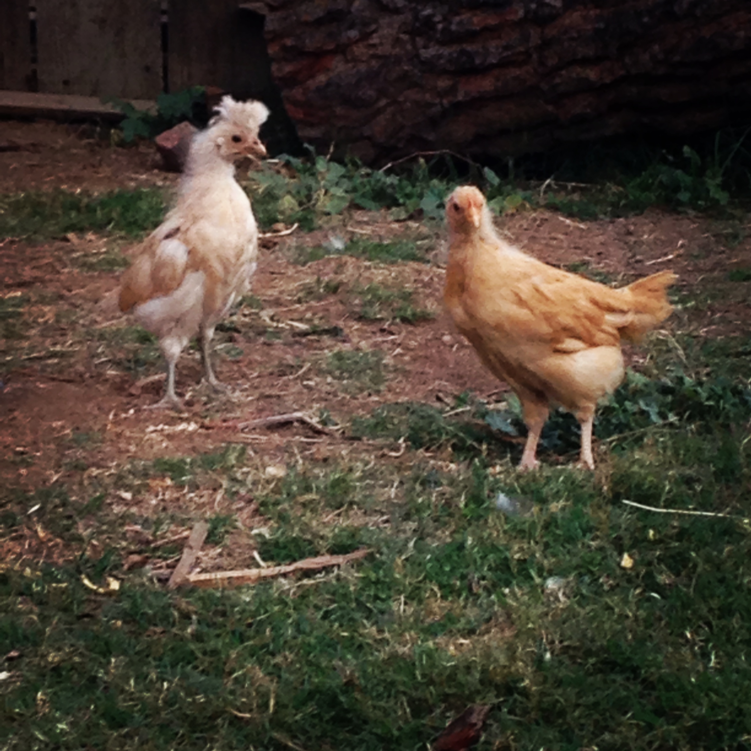 My Crested Bantam is starting to fill out!