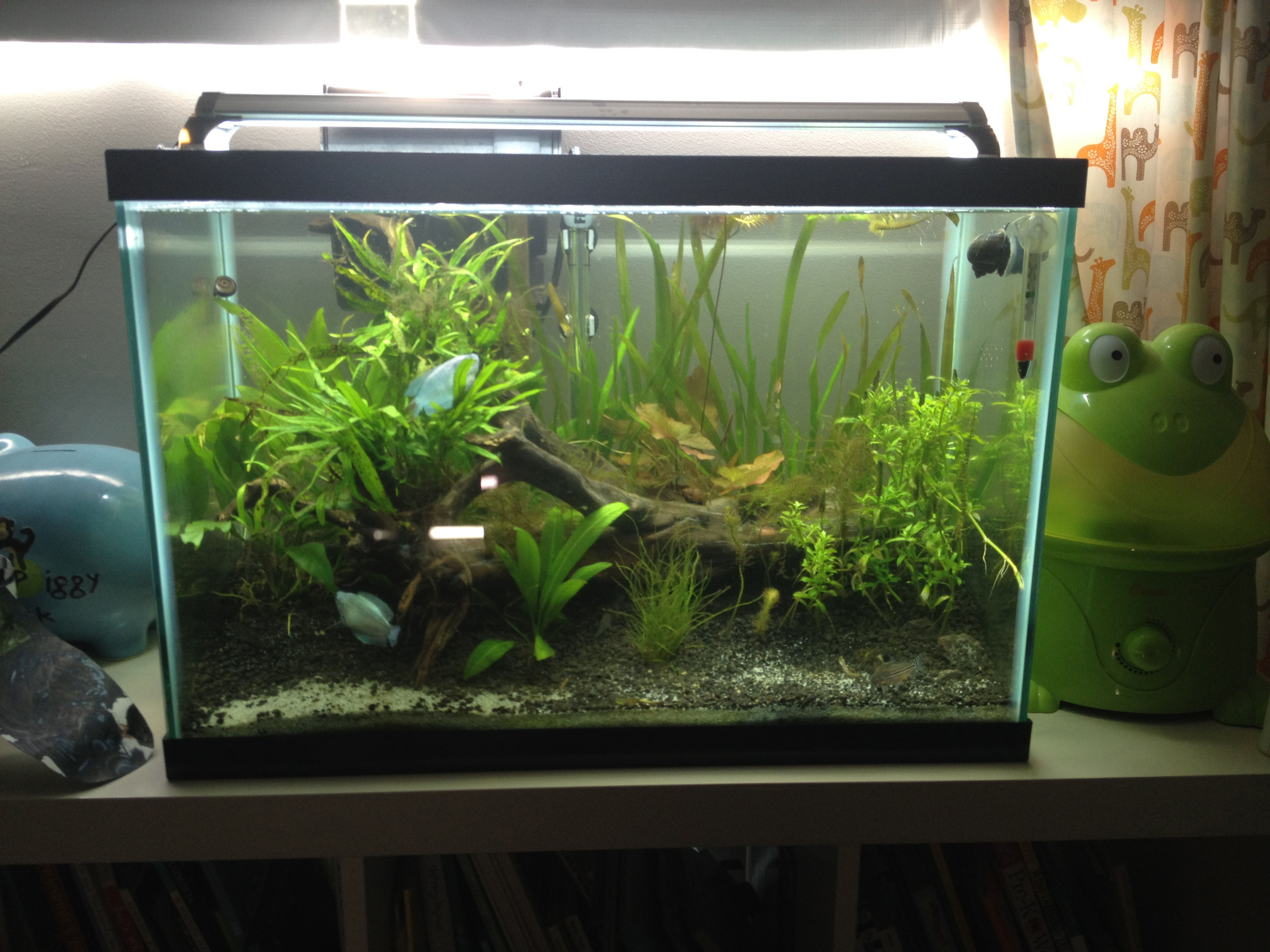 My critters - 20 gallon fish tank.