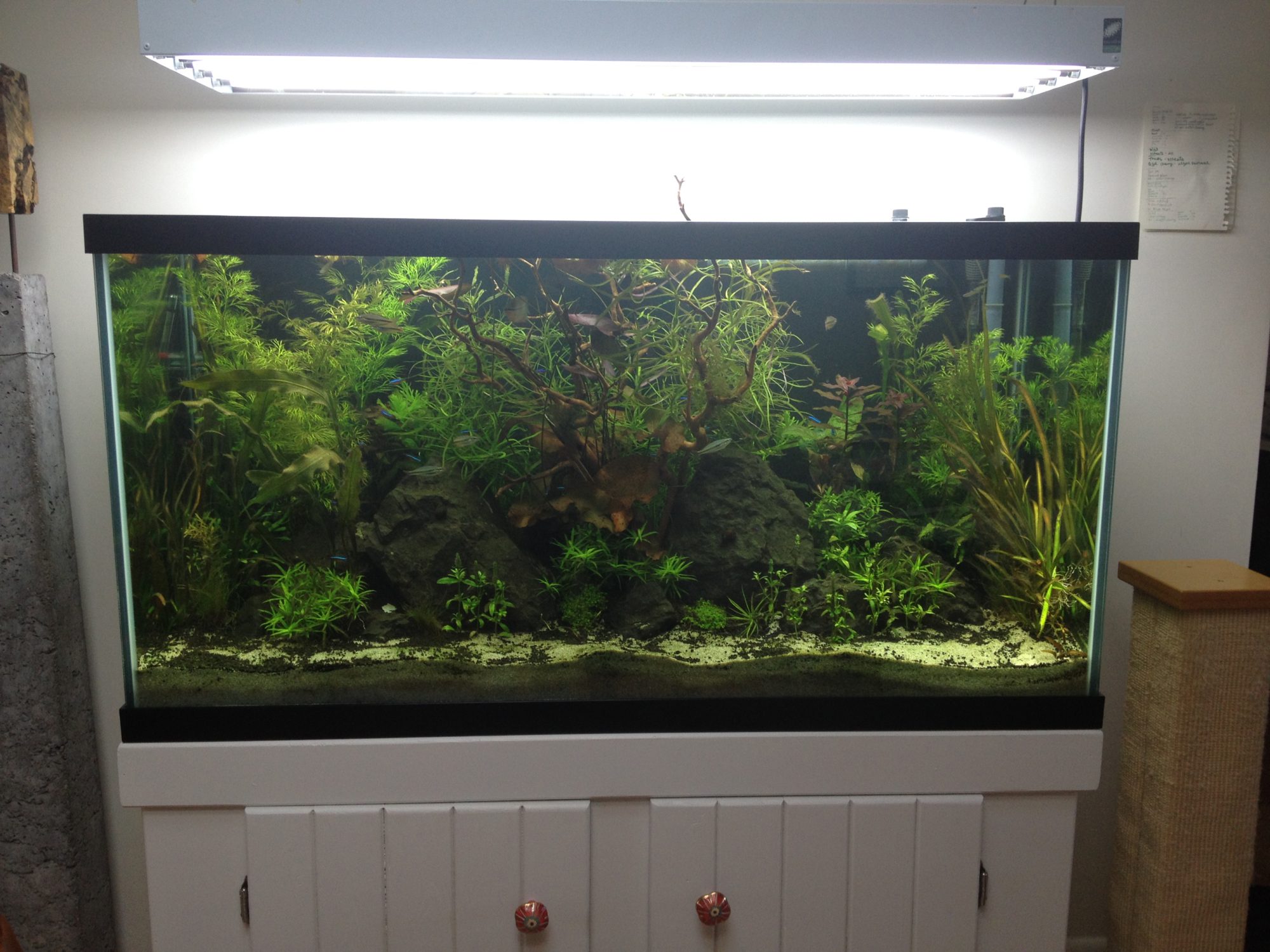My critters - my 90 gallon fish tank.