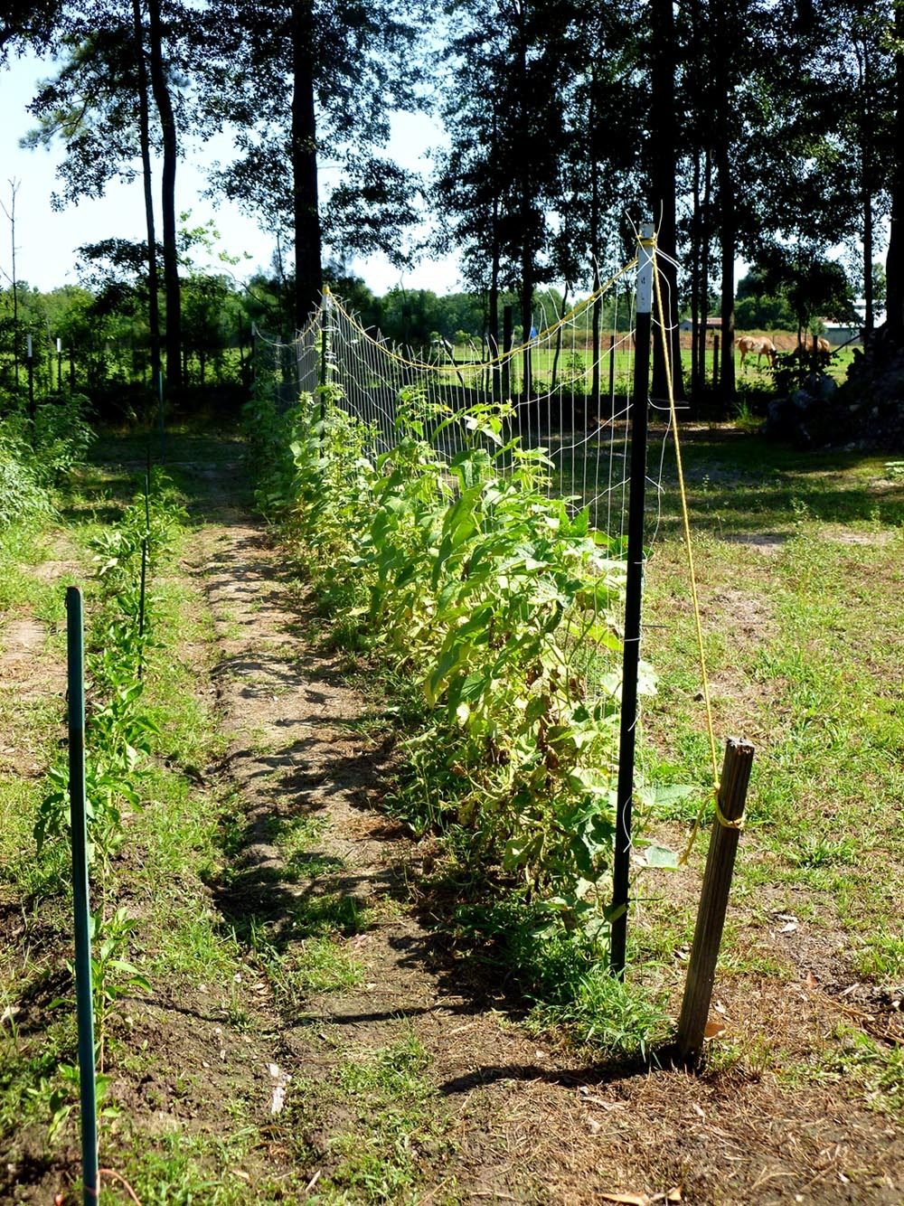 My cucumbers climbing up the trellis netting in my garden spring 2012.
