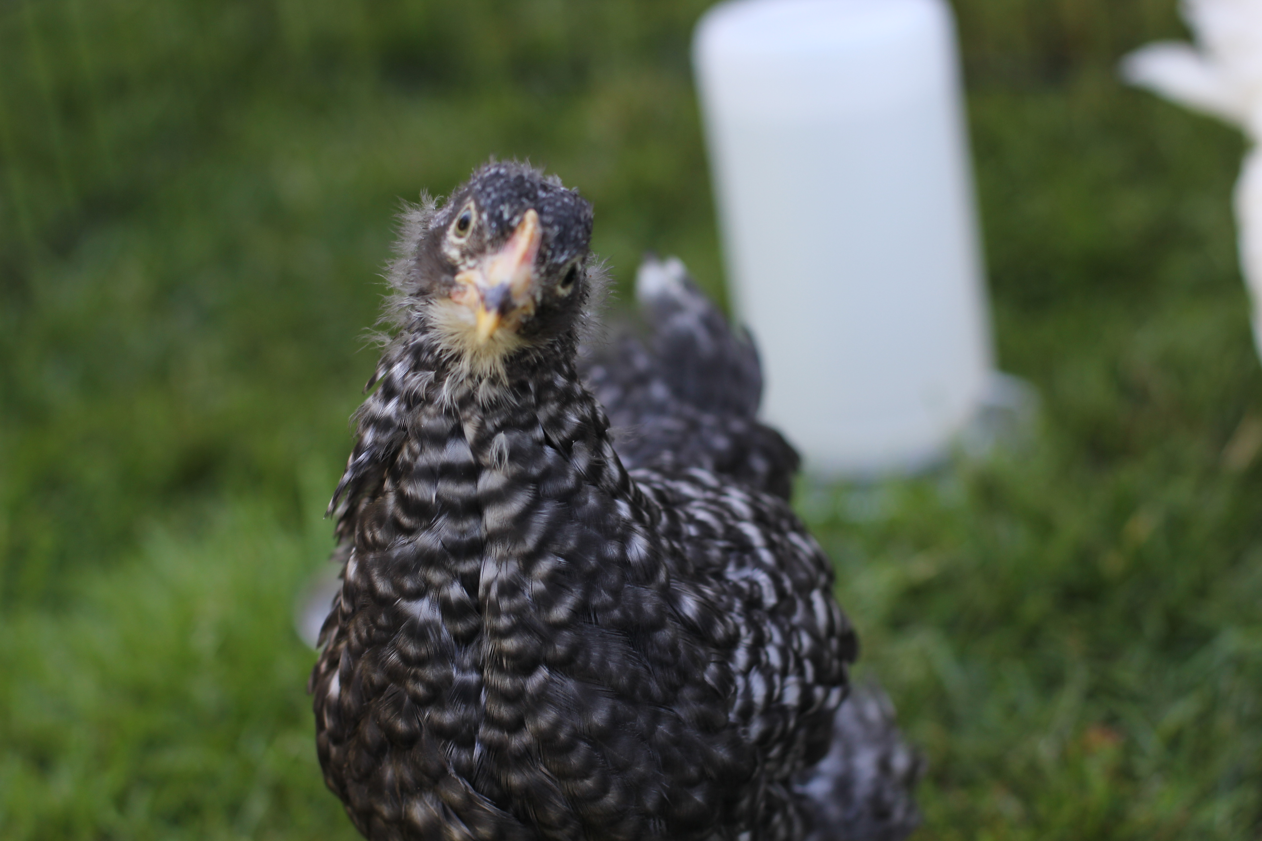 My curious little Starbird