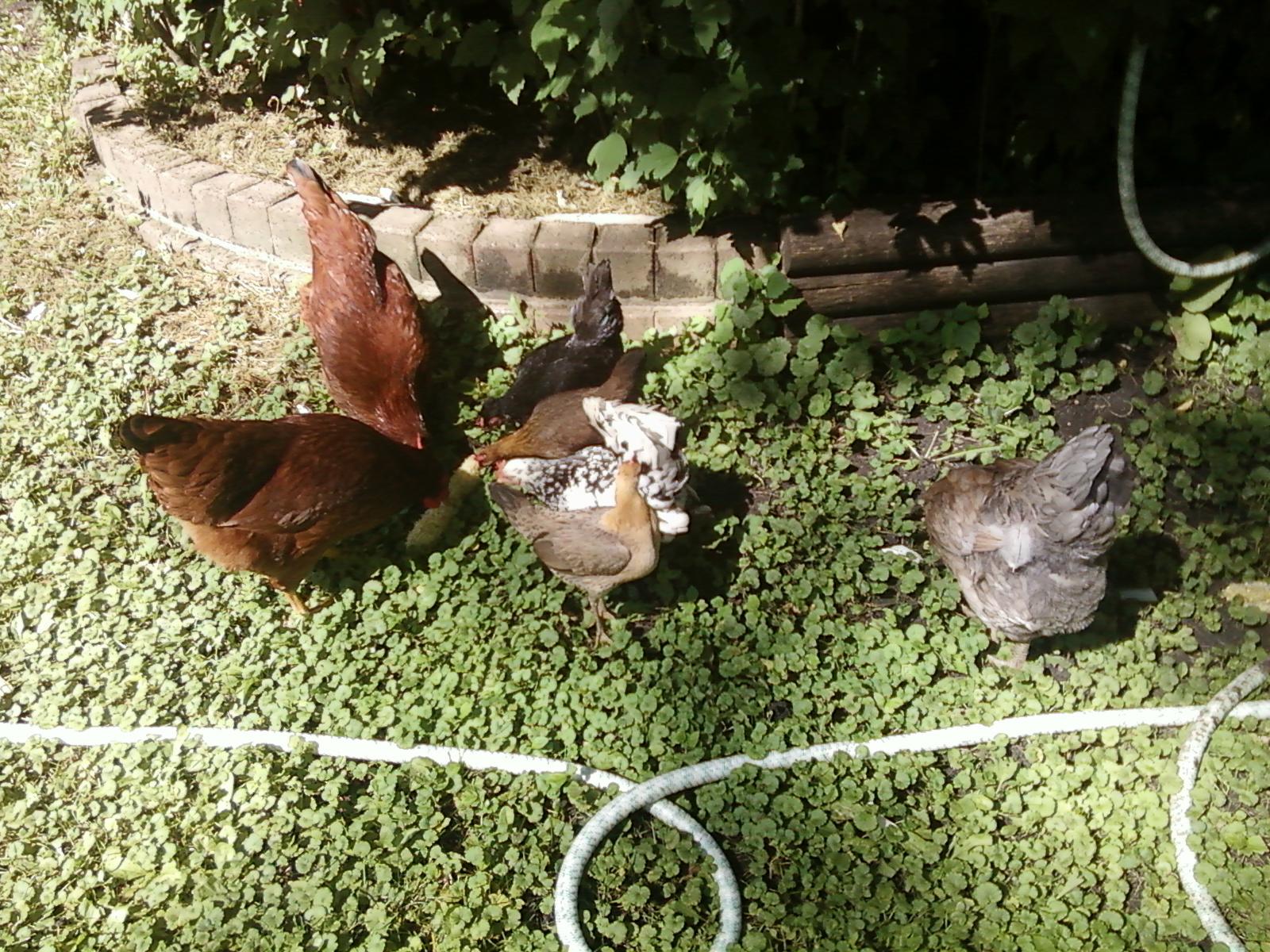 My current flock of 7 hens.  2  Rhode island  reds 6 months. Black serama  cochin 6 years. Black and white Japanese bantam 6 years+.  2 English game hens, 3 and 4 years. and  Auracana 8 years +.  They all have names.
