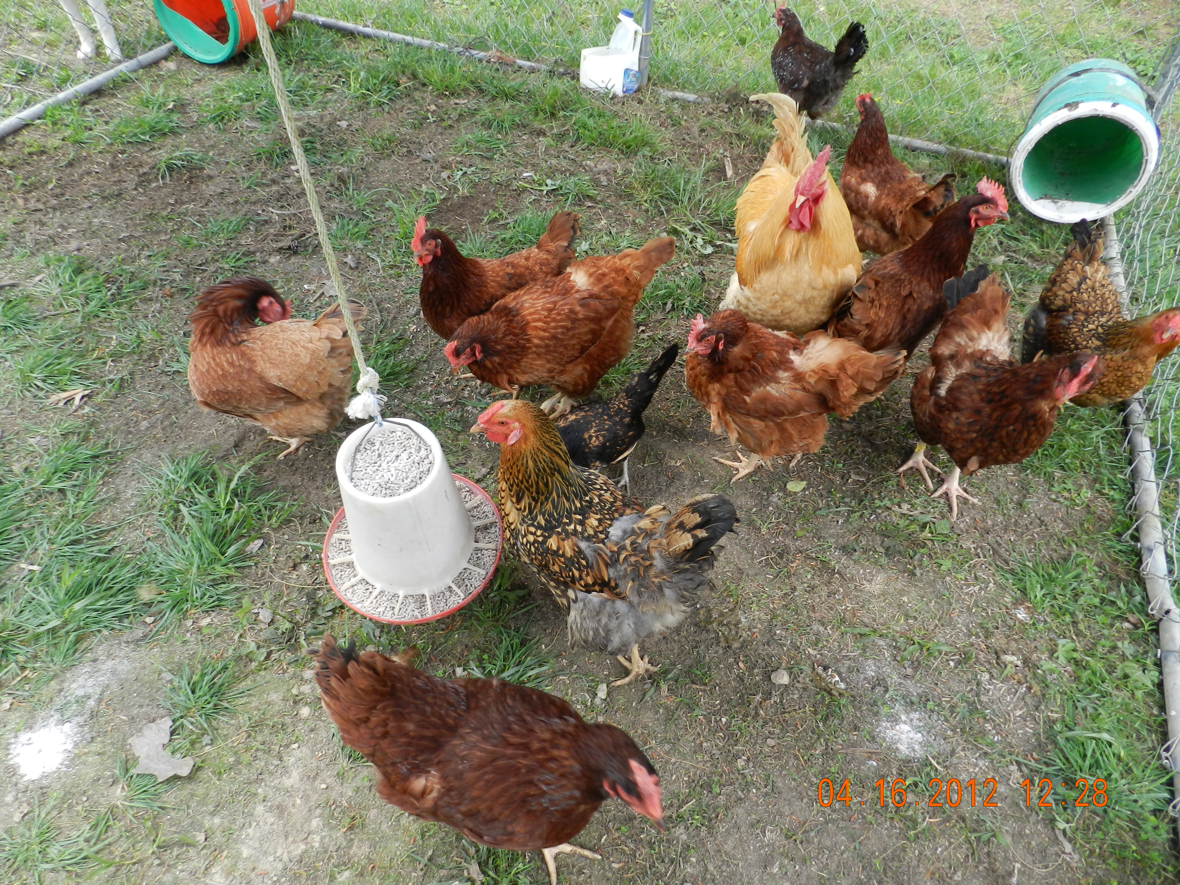 my current flock