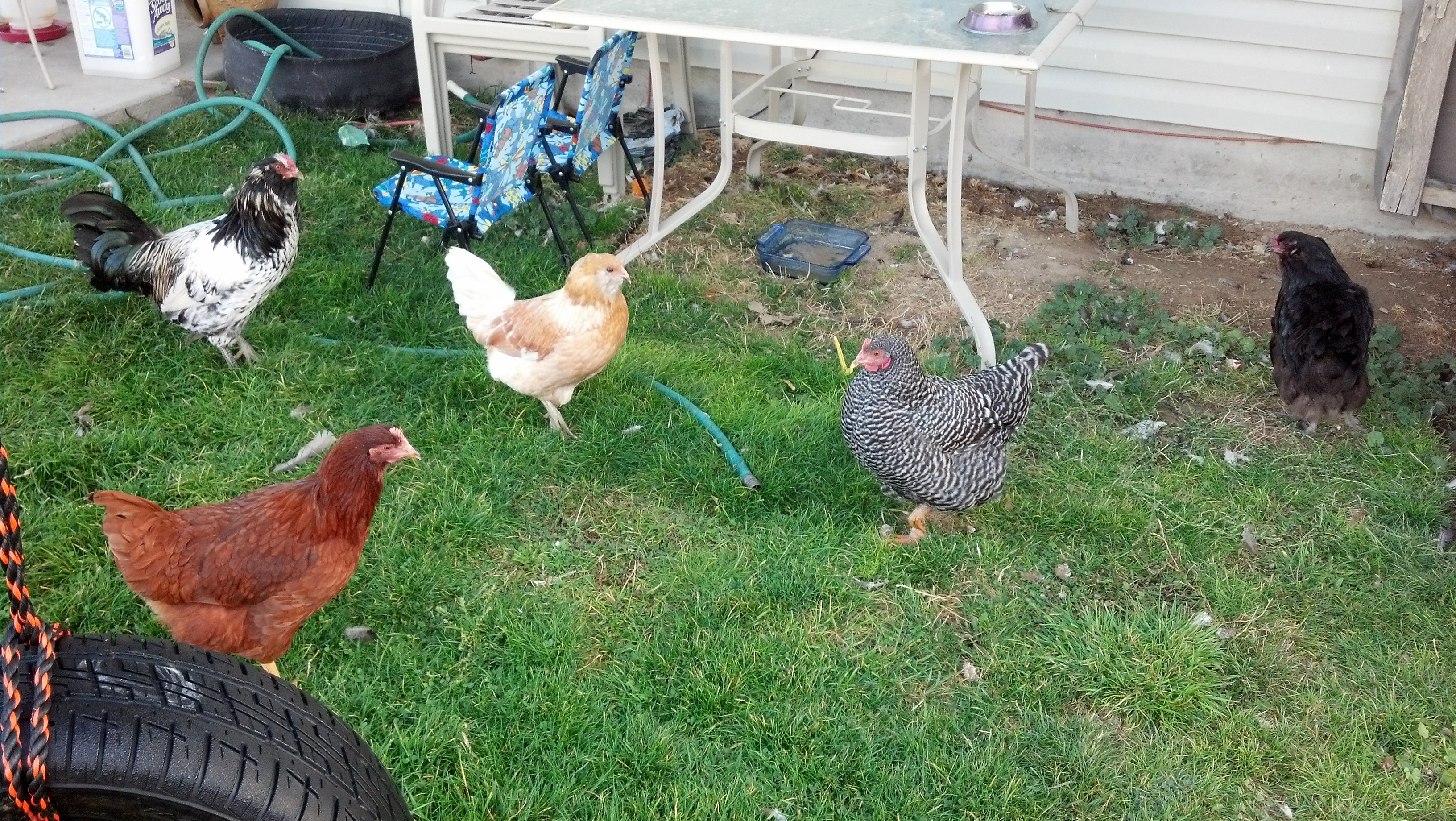 My current flock.