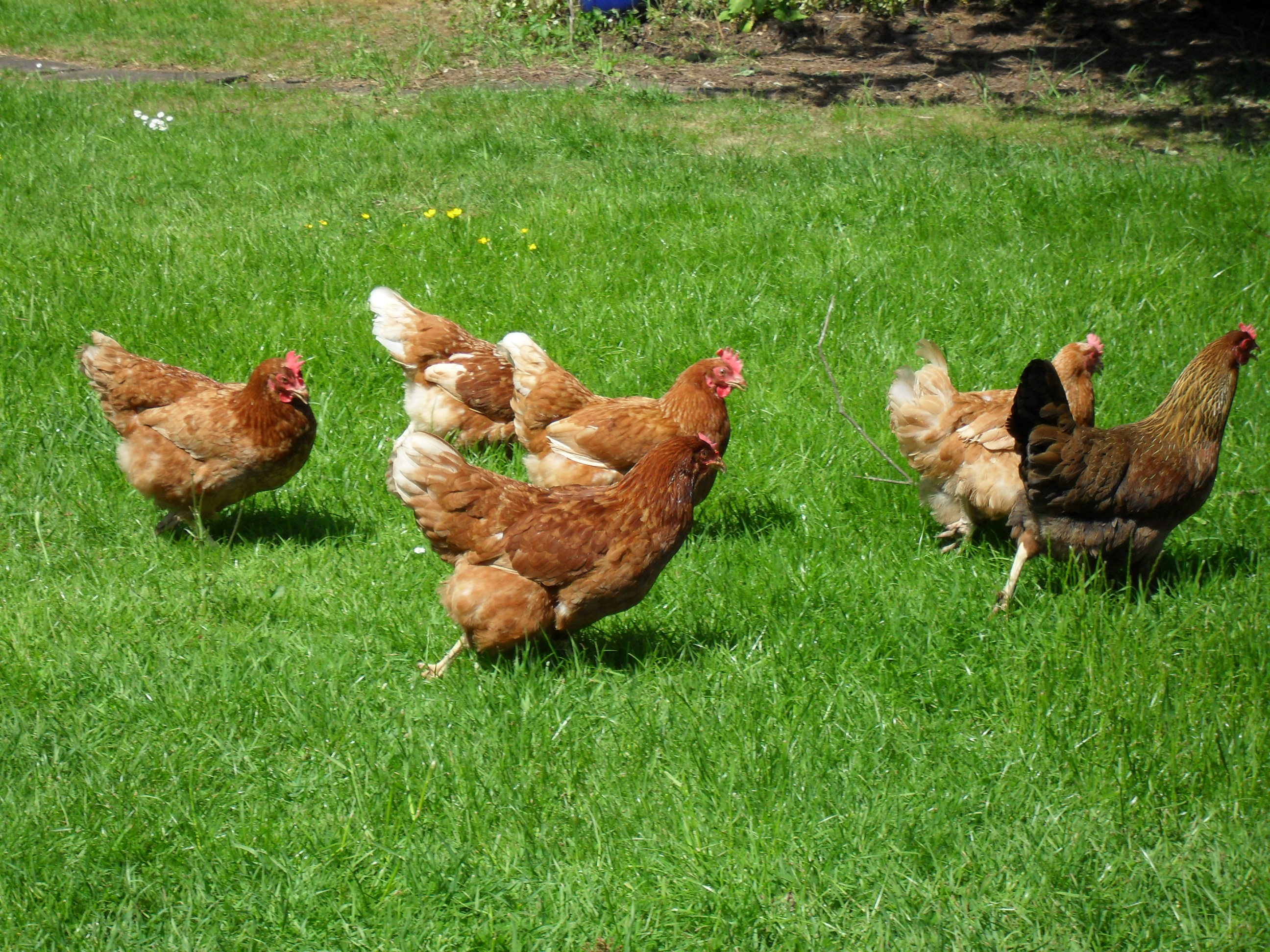 My current group of hens making there way up my garden