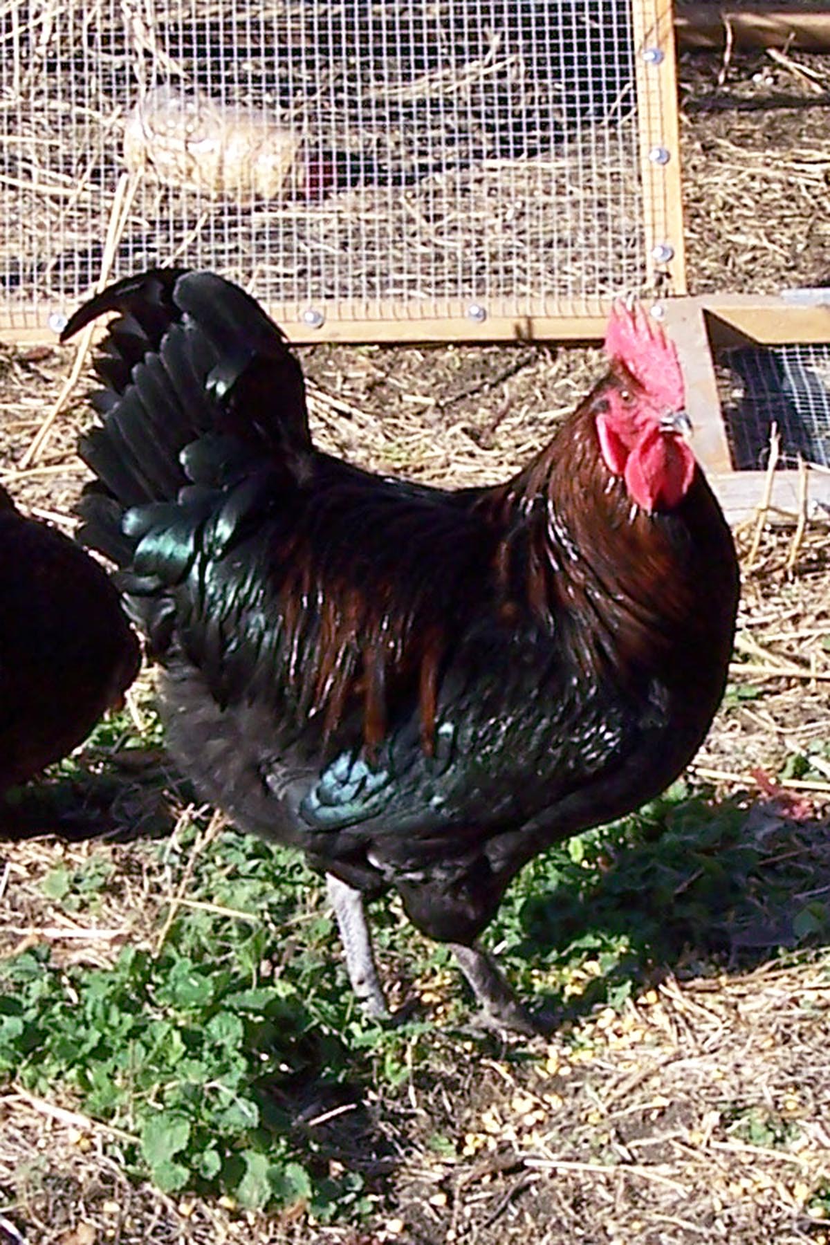 My current rooster. Big Stuff, as a cockerel last summer