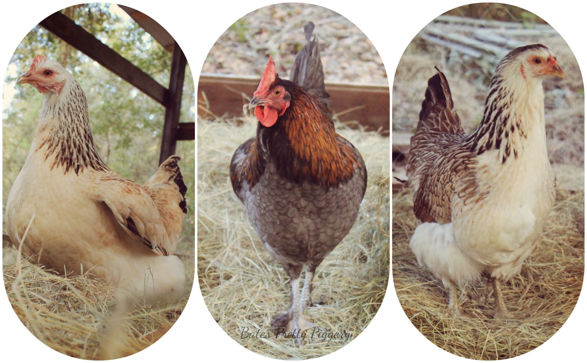 My current three. First (left) is an Americana x Silver Laced Wynadotte, second (middle) is Henry, a blue Maran, last (right) is a pure Silver Laced Wynadotte, or at least thats what I was told.